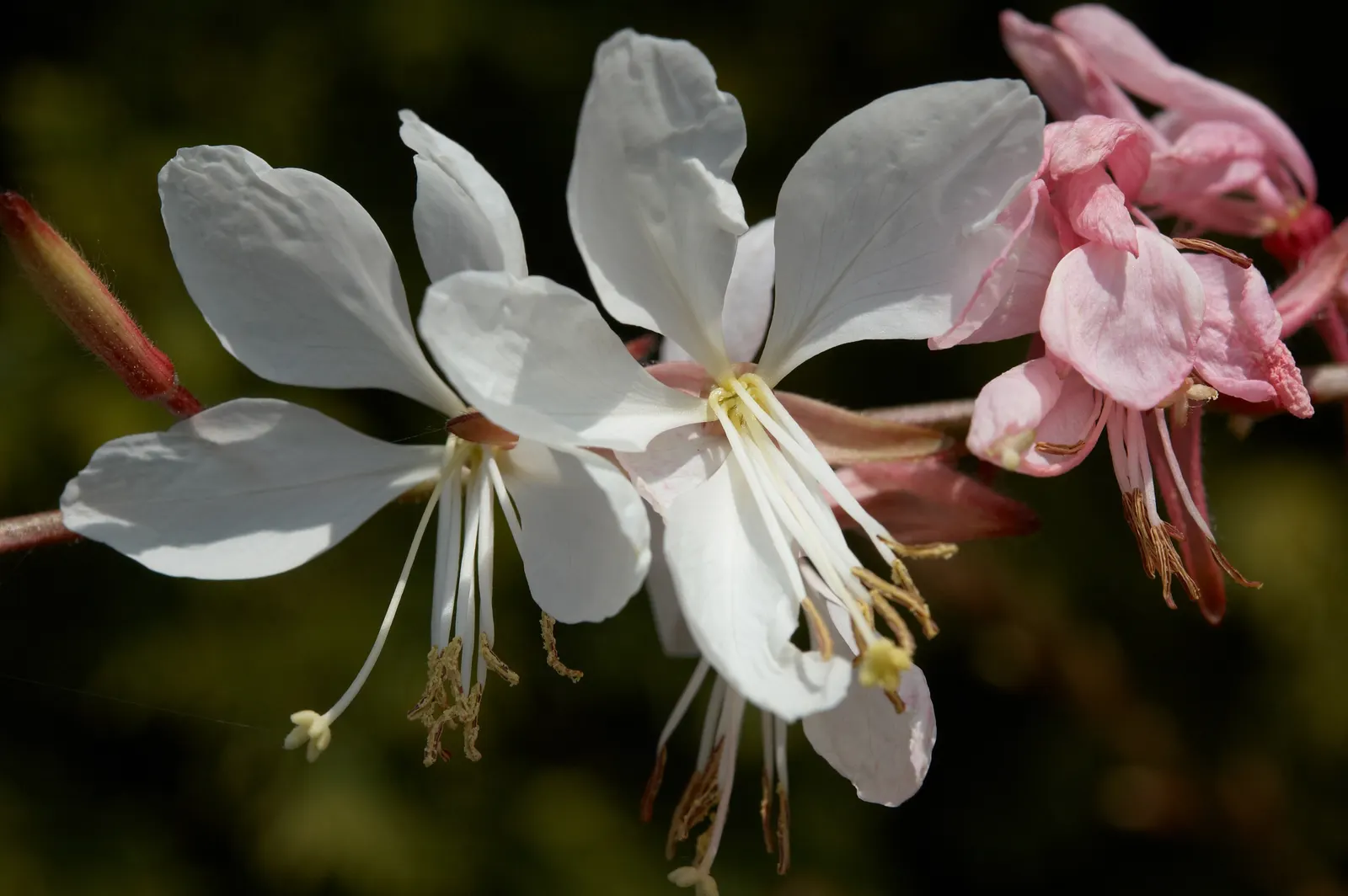 White Gaura (Gaura Lindheimeri) — Attracts butterflies and hummingbirds, adding a whimsical touch to borders and containers; the White Gaura offers, image 47