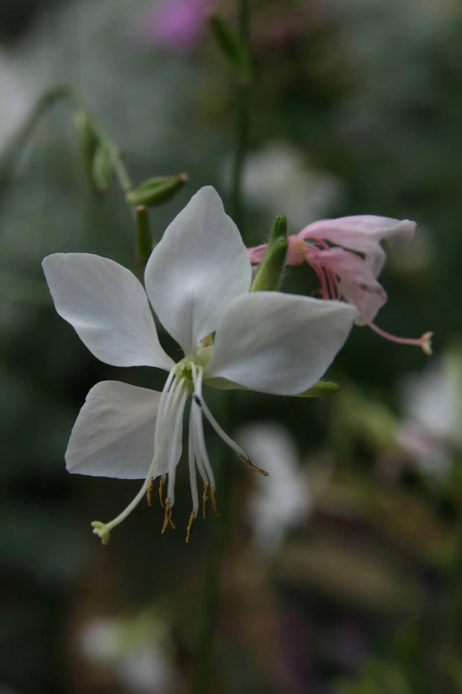 White Gaura (Gaura Lindheimeri) — the White Gaura typically reaches a mature height of 2 to 3 feet and spreads out around 18 to 24 inches wide, image 56