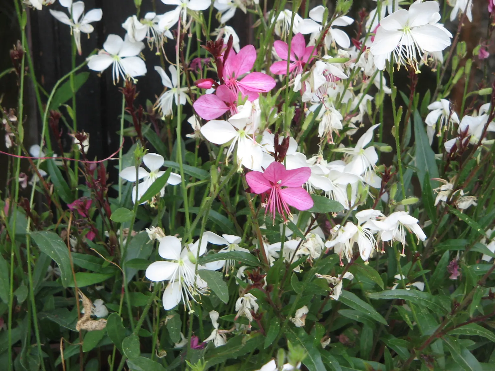 White Gaura (Gaura Lindheimeri) — create an ethereal effect as they flutter in the breeze; gaura lindheimeri, commonly known as White Gaura, is an elegant
