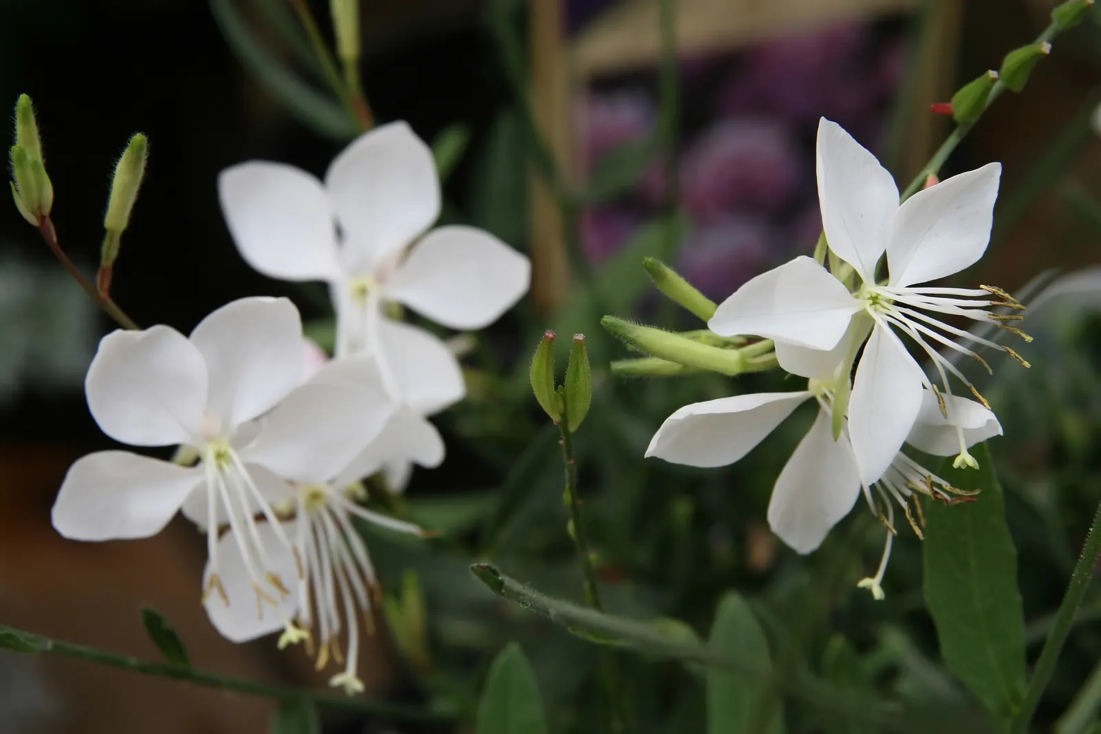 White Gaura (Gaura Lindheimeri) — Gaura lindheimeri, commonly known as White Gaura, is an elegant perennial, thriving in full sun; hardy in zones 5-9, minimal