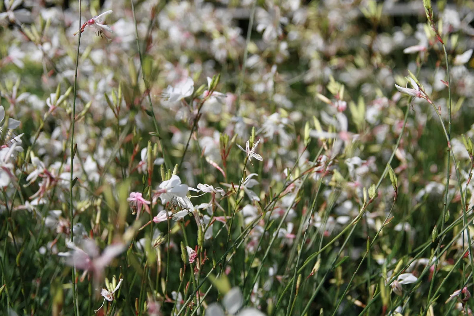 White Gaura (Gaura Lindheimeri) — perennial with white blooms