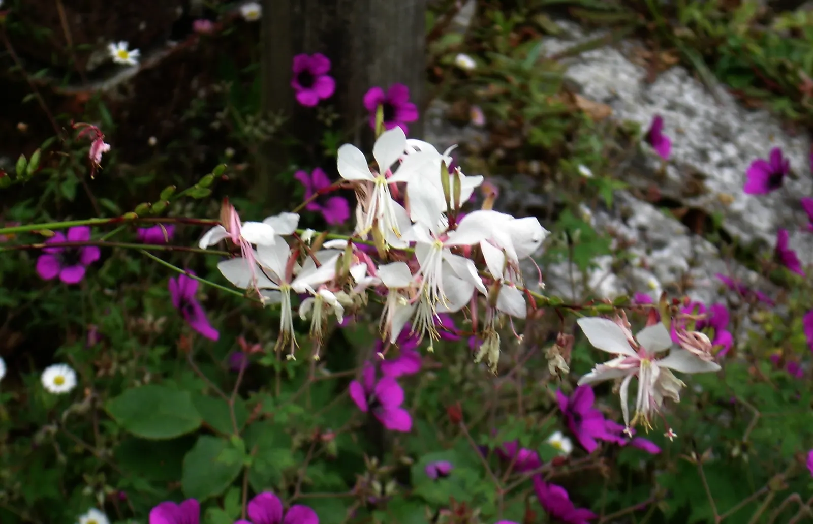 White Gaura (Gaura Lindheimeri) — thus earning the moniker "Whirling Butterflies."<br><br>Thriving in USDA Hardiness Zones 6 through 9; showcases a, image 55
