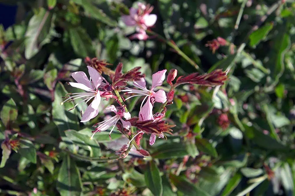 White Gaura (Gaura Lindheimeri) — Hardy in zones 5-9, minimal maintenance required