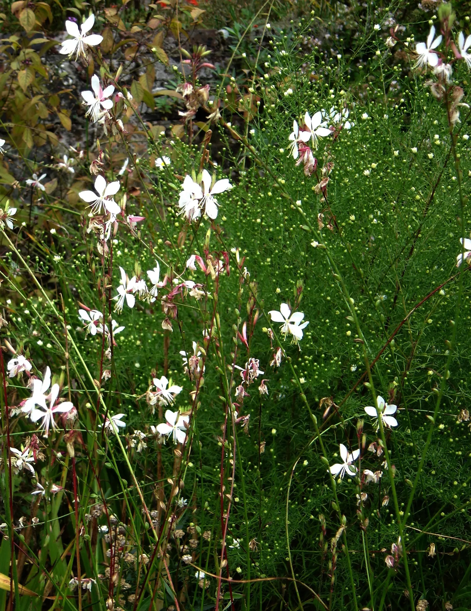 White Gaura (Gaura Lindheimeri) — This herbaceous perennial