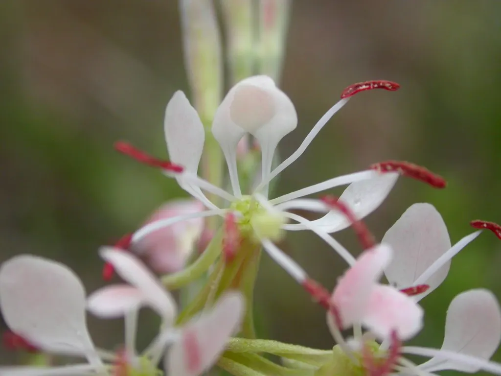 White Gaura (Gaura Lindheimeri) — white flowers in the garden