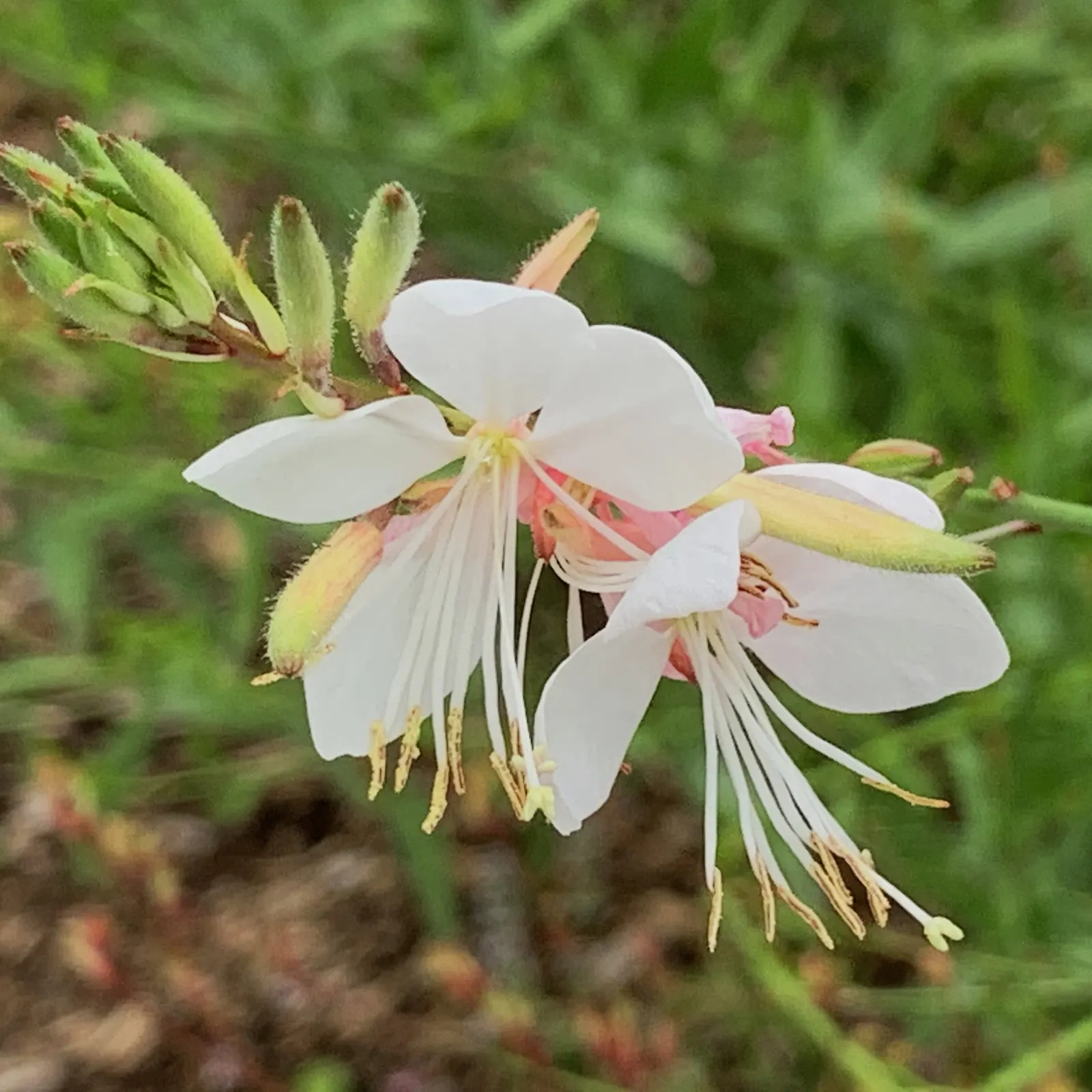 White Gaura (Gaura Lindheimeri) — Its preferred environment is a full sun exposure, though it can tolerate partial shade; perennial for full
