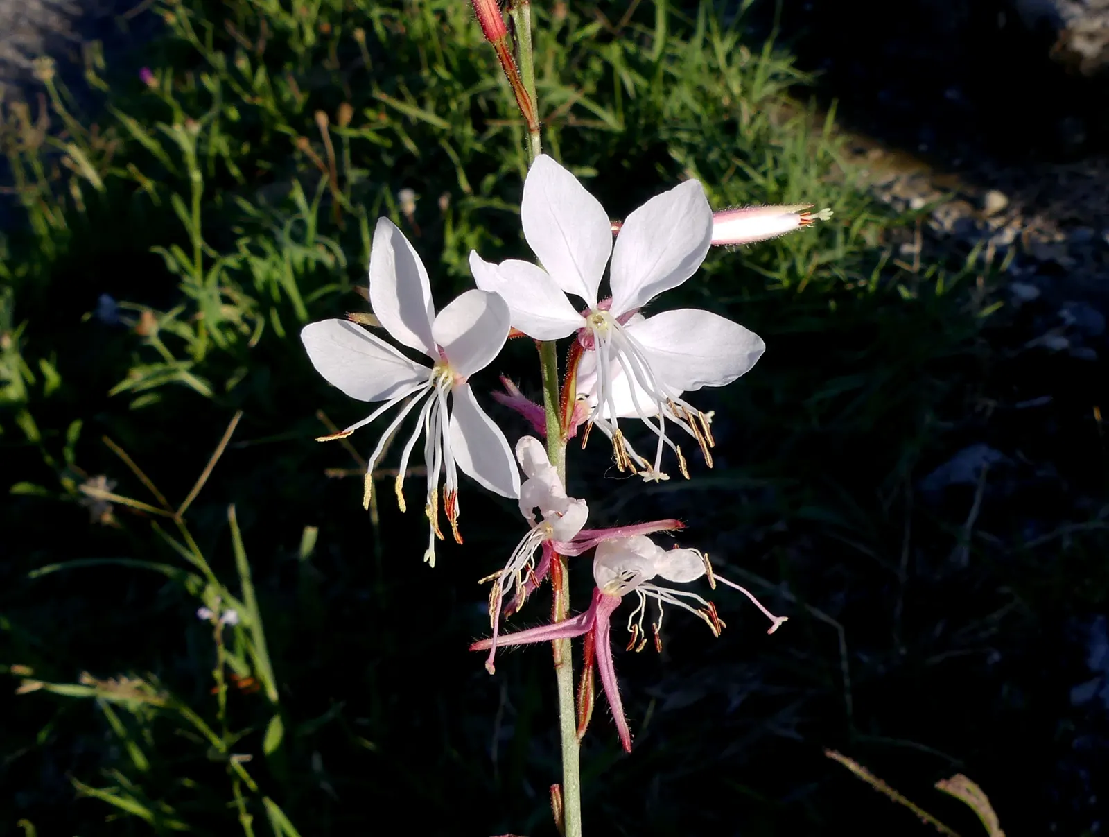 White Gaura (Gaura Lindheimeri) — This herbaceous perennial; flowering from early summer to fall, image 50