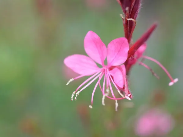White Gaura (Gaura Lindheimeri) — This resilience extends to soil preferences as well; native to Texas and Louisiana