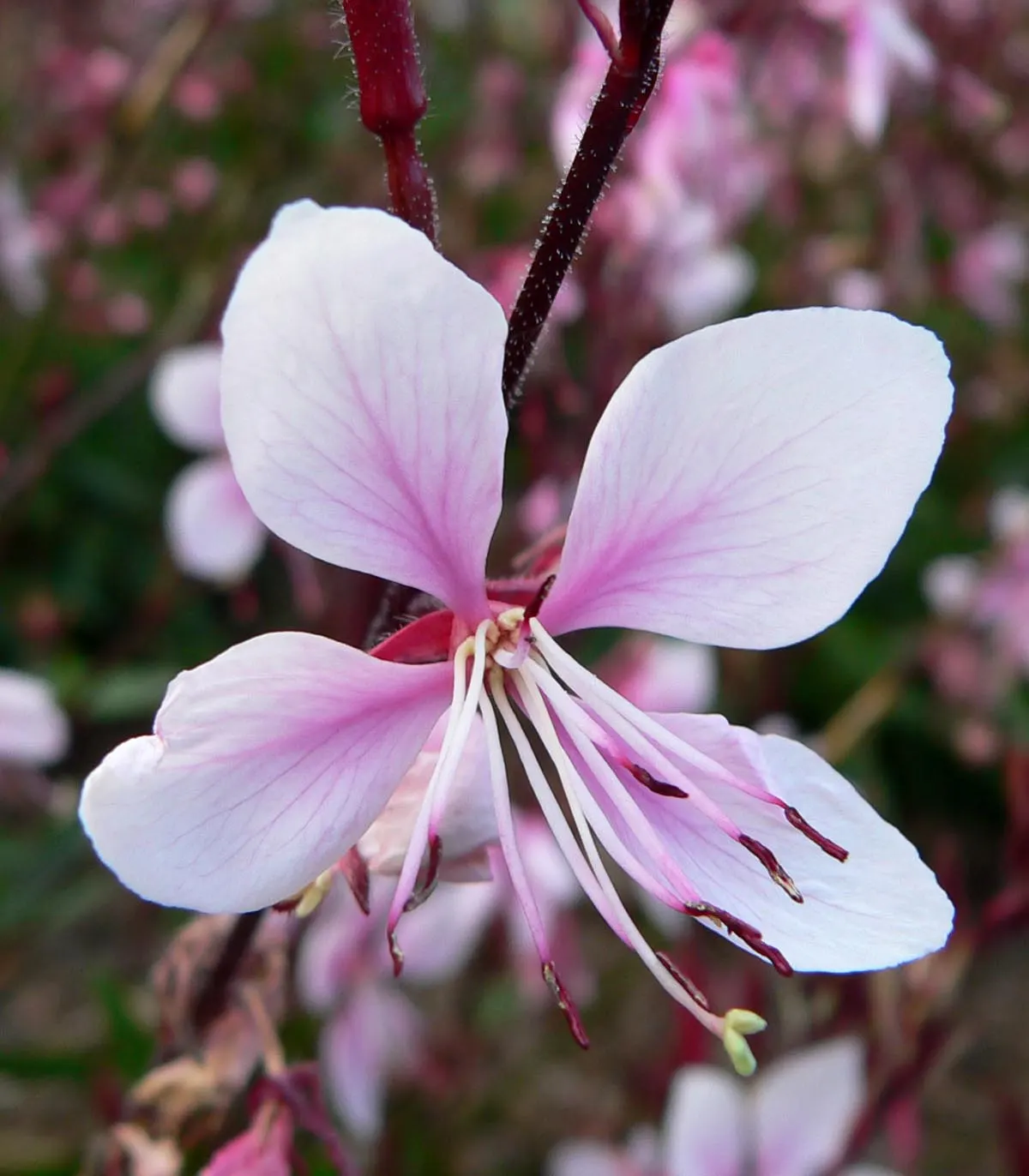 White Gaura (Gaura Lindheimeri) — perennial for full; attracting pollinators such as bees and butterflies
