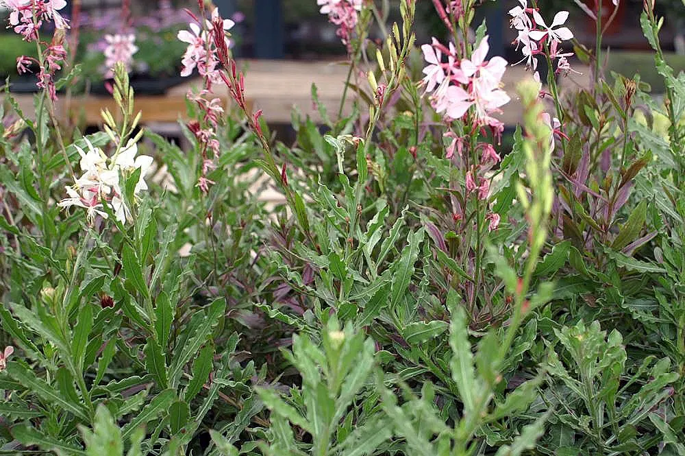 White Gaura (Gaura Lindheimeri) — Attracts butterflies and hummingbirds, adding a whimsical touch to borders and containers; the White Gaura offers a