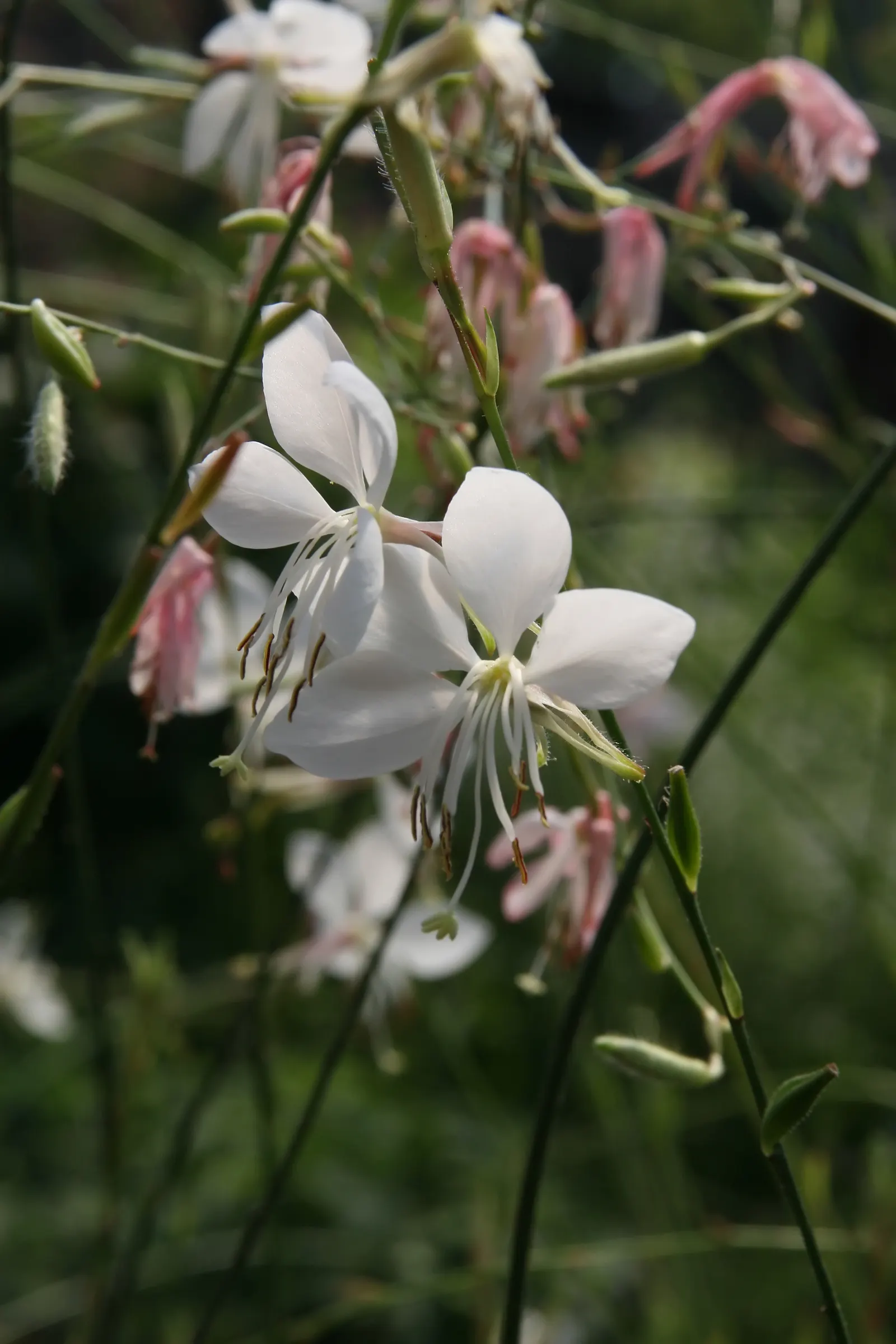 White Gaura (Gaura Lindheimeri) — thus earning the moniker "Whirling Butterflies."<br><br>Thriving in USDA Hardiness Zones 6 through 9