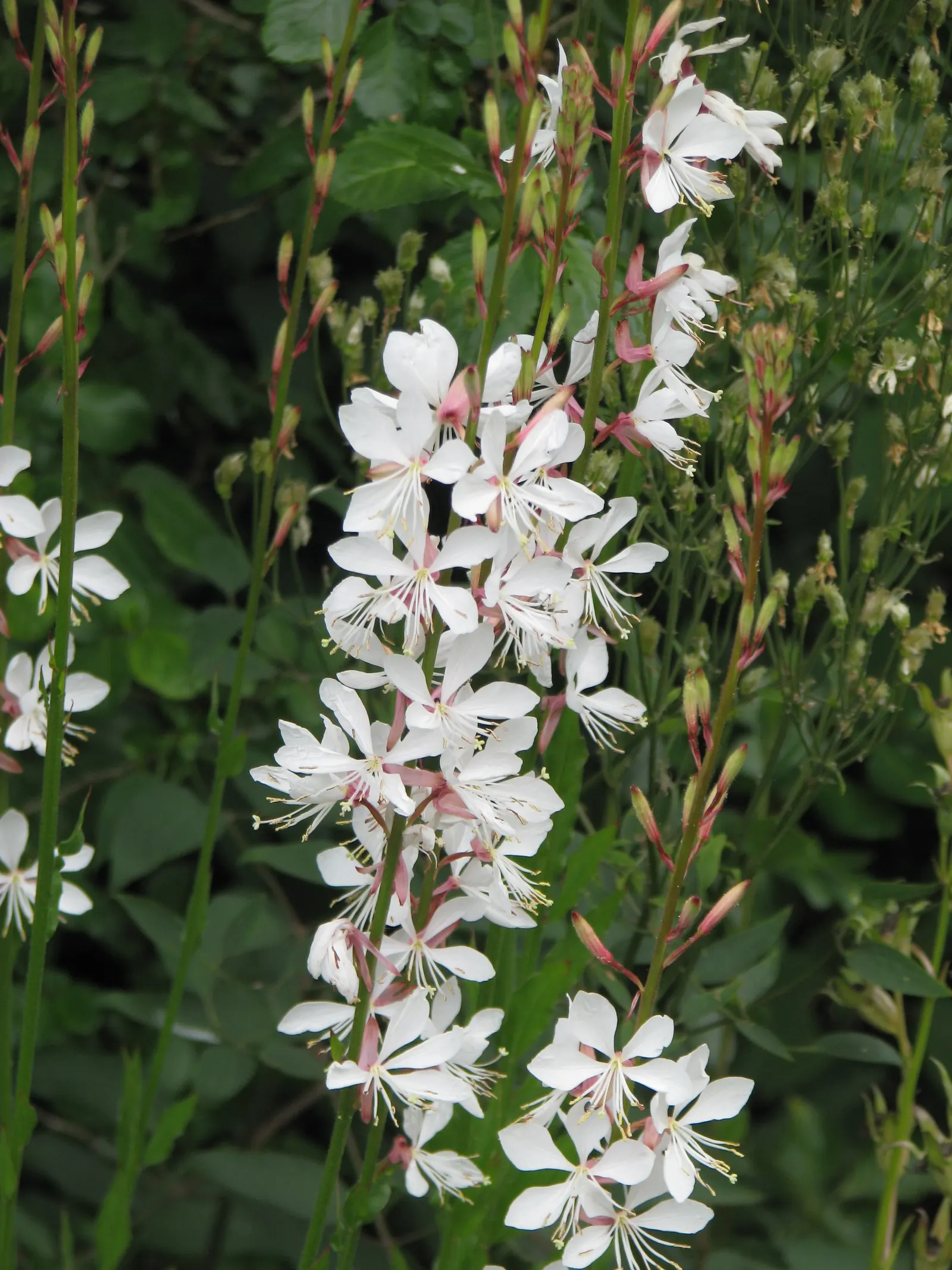 White Gaura (Gaura Lindheimeri) — showcases a delicate ballet of butterfly-like flowers that dance atop slender stems; pure white with hints of, image 52