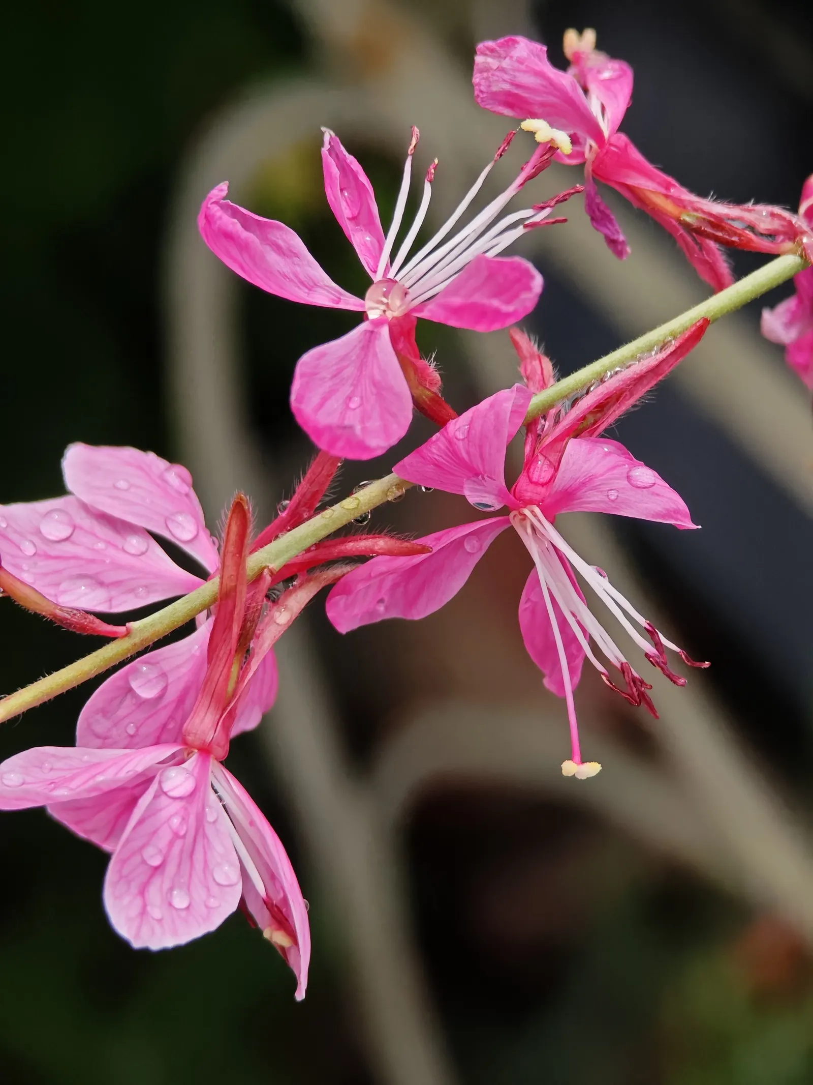 White Gaura (Gaura Lindheimeri) — pure white with hints of pink in their unopened buds