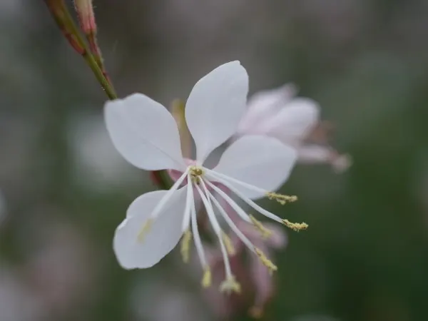 White Gaura (Gaura Lindheimeri) — with Gaura lindheimeri flourishing in well-drained ground; this resilience extends to soil preferences as well, image 59