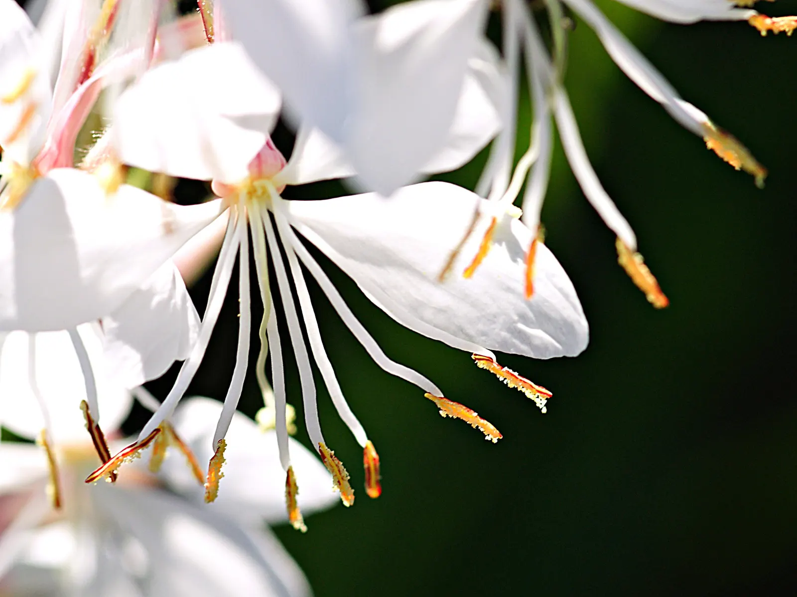 White Gaura (Gaura Lindheimeri) — Its preferred environment is a full sun exposure, though it can tolerate partial shade