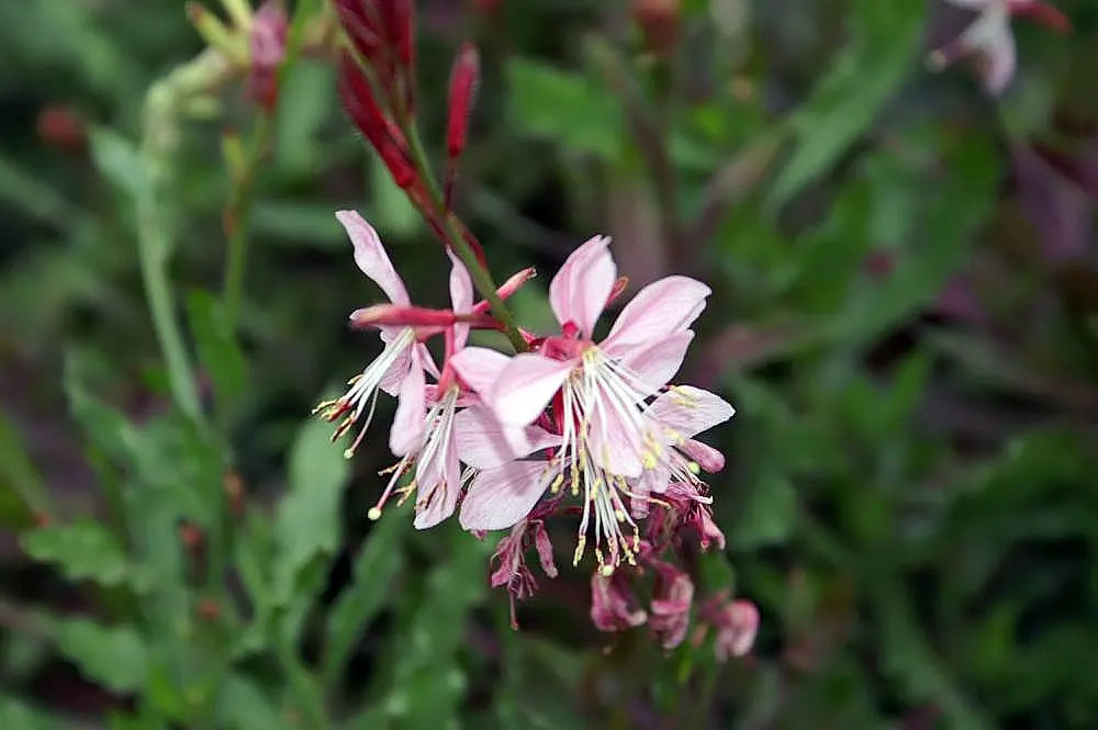 White Gaura (Gaura Lindheimeri) — consider it as a background plant in a border garden or as a whimsical addition to a wildflower meadow