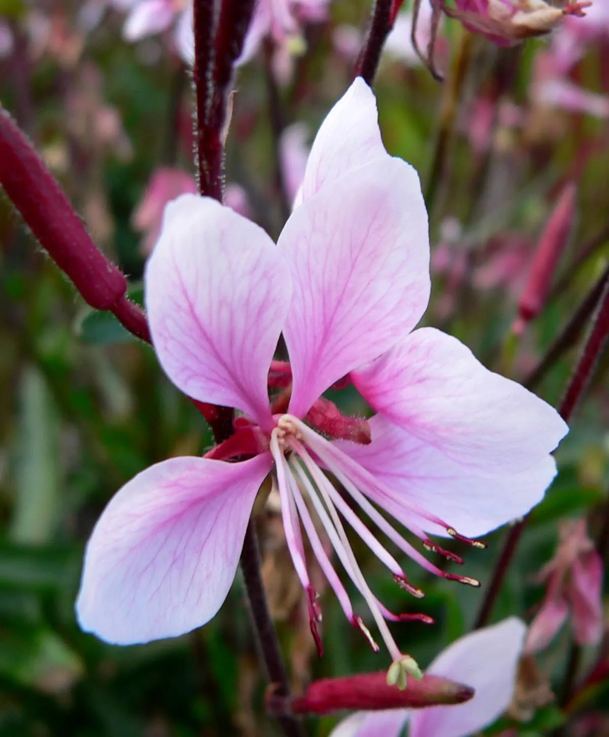 White Gaura (Gaura Lindheimeri) — The White Gaura, scientifically named Gaura lindheimeri, emanates grace and charm within any garden design; create an