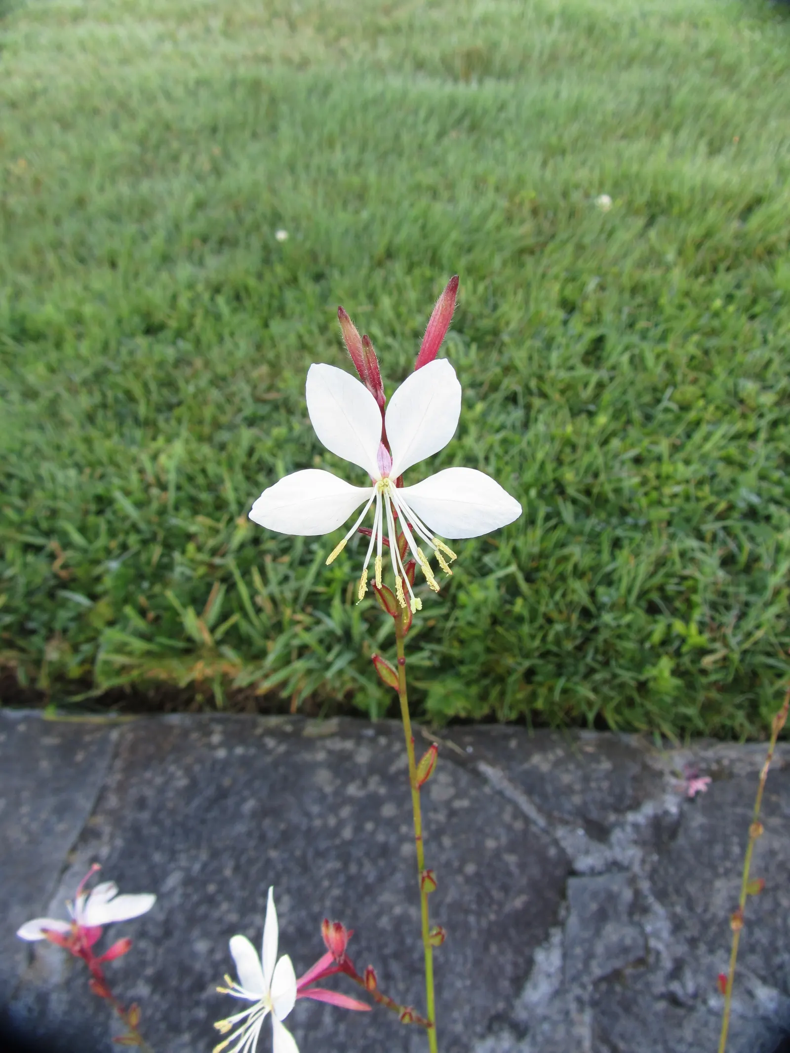 White Gaura (Gaura Lindheimeri) — Flowering from early summer to fall