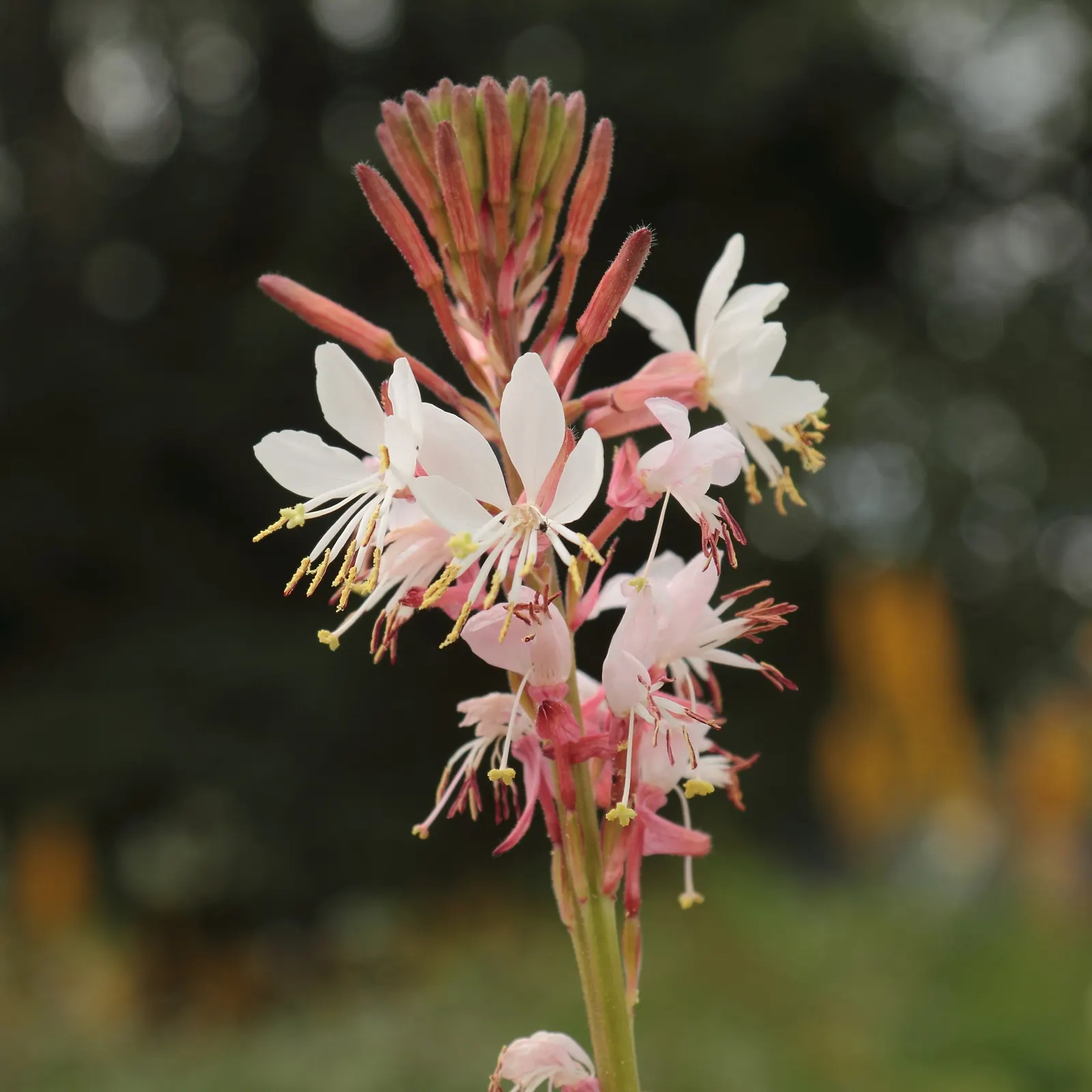 White Gaura (Gaura Lindheimeri) — white flowers in the garden; the White Gaura, scientifically named Gaura lindheimeri, emanates grace and charm within any