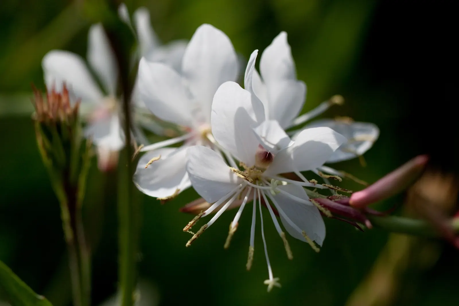 White Gaura (Gaura Lindheimeri) — with Gaura lindheimeri flourishing in well-drained ground