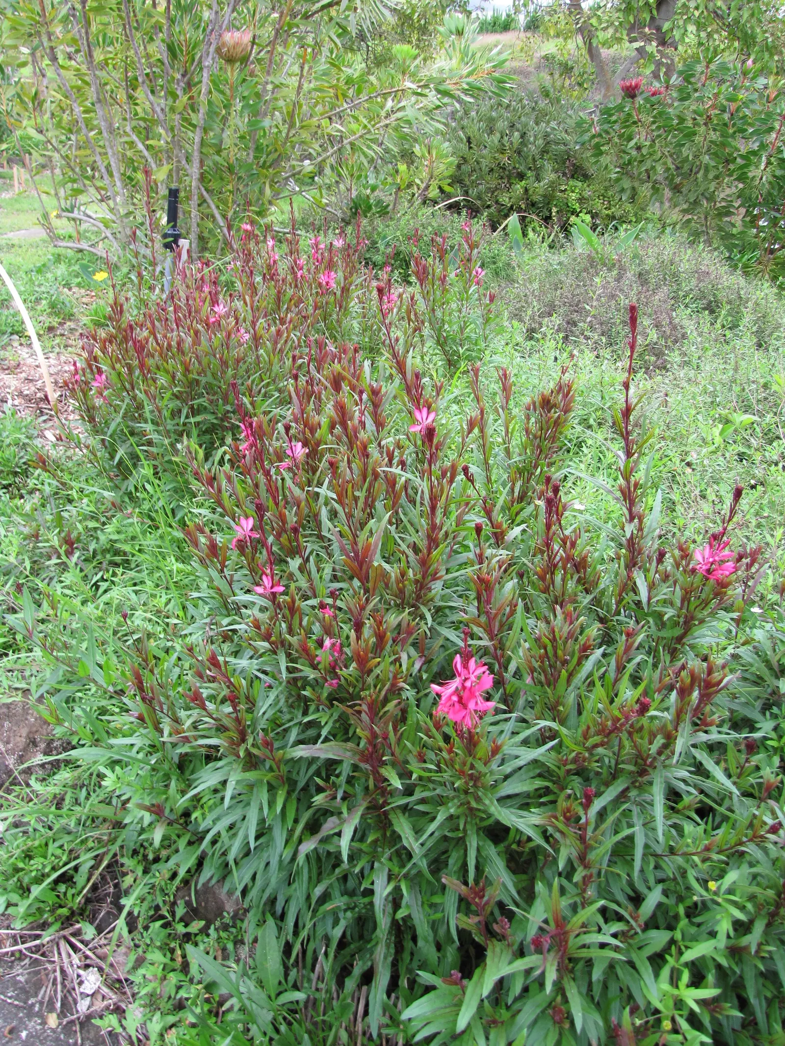White Gaura (Gaura Lindheimeri) — Flowering from early summer to fall; this herbaceous perennial, image 61