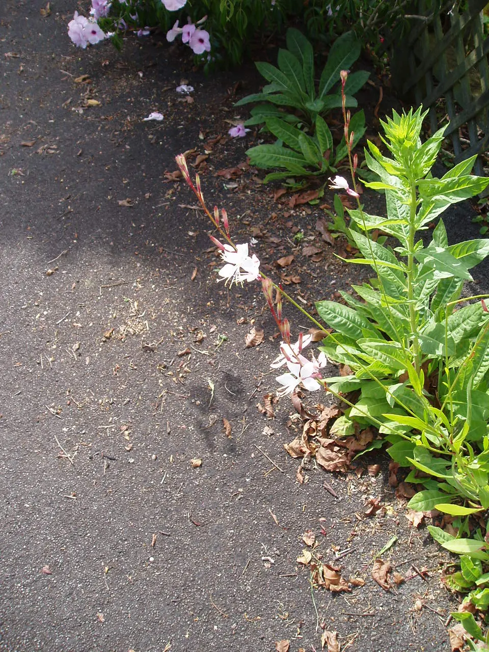 White Gaura (Gaura Lindheimeri) — the White Gaura typically reaches a mature height of 2 to 3 feet and spreads out around 18 to 24 inches wide; with Gaura