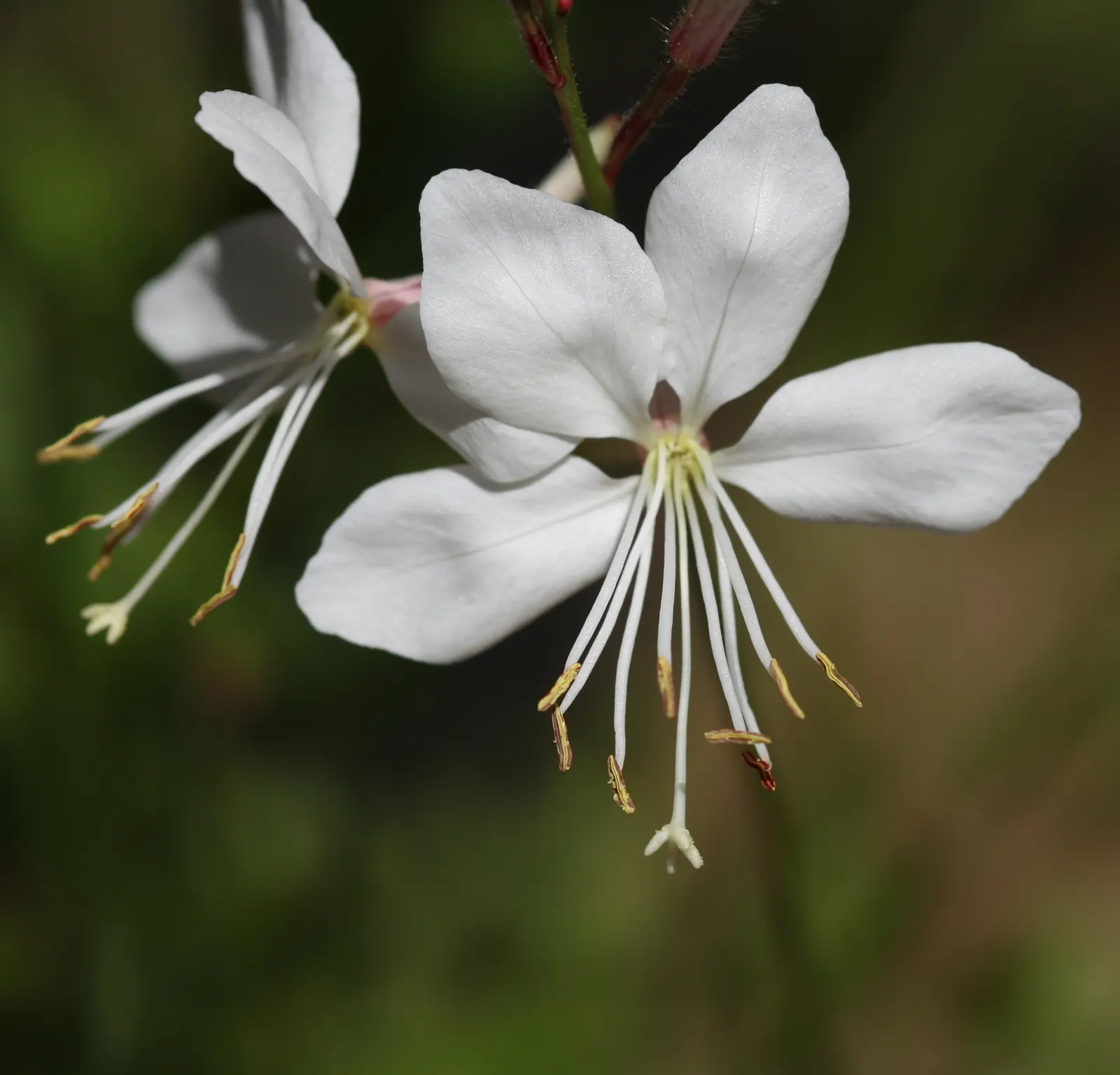 White Gaura (Gaura Lindheimeri) — create an ethereal effect as they flutter in the breeze