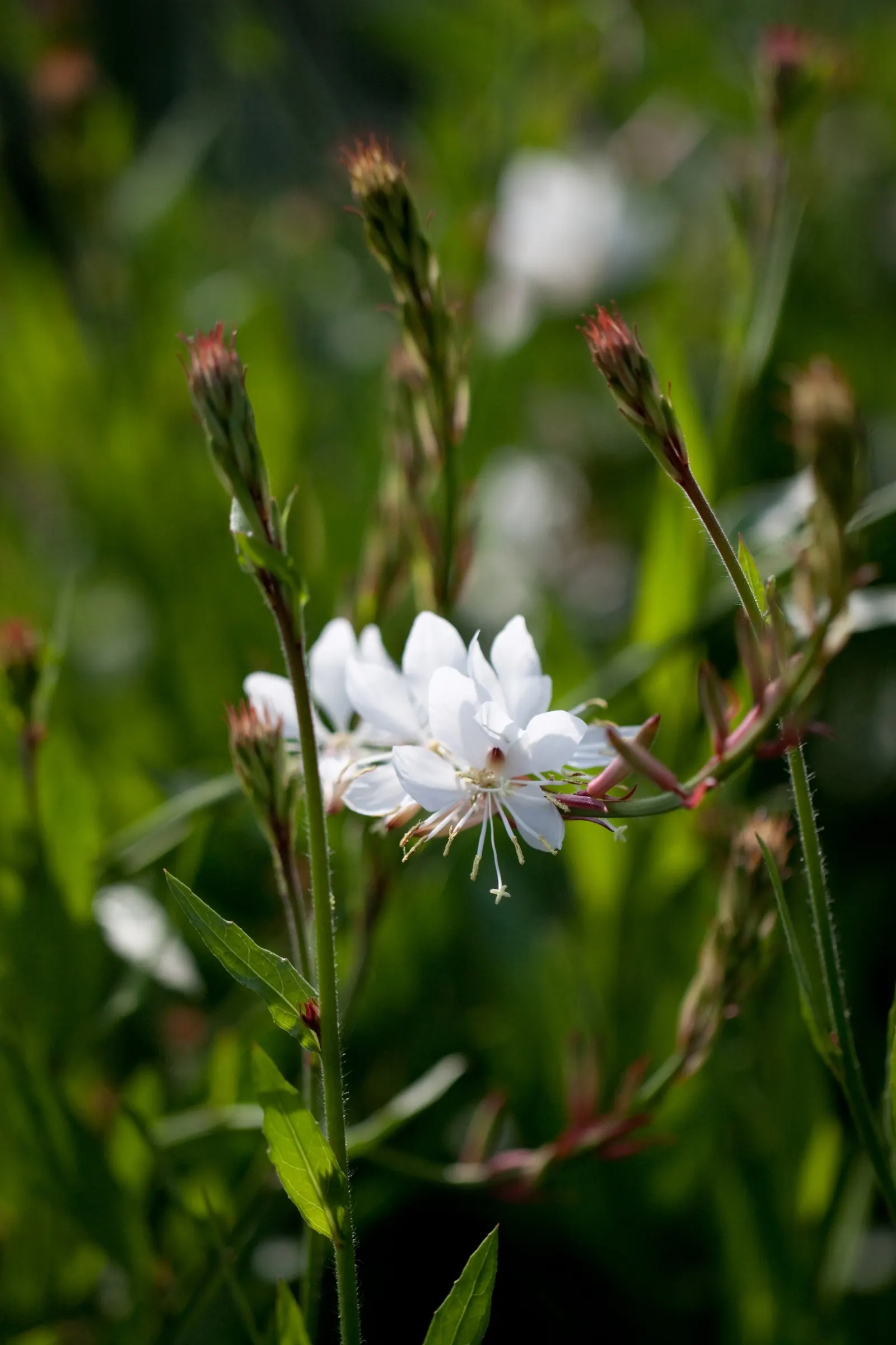 White Gaura (Gaura Lindheimeri) — Gaura lindheimeri, commonly known as White Gaura, is an elegant perennial, thriving in full sun