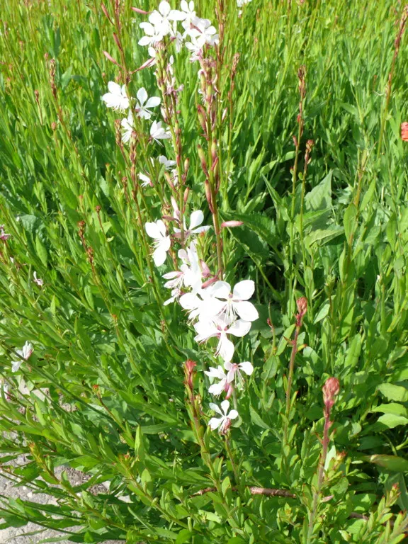 White Gaura (Gaura Lindheimeri) — consider it as a background plant in a border garden or as a whimsical addition to a wildflower meadow; perennial, image 60