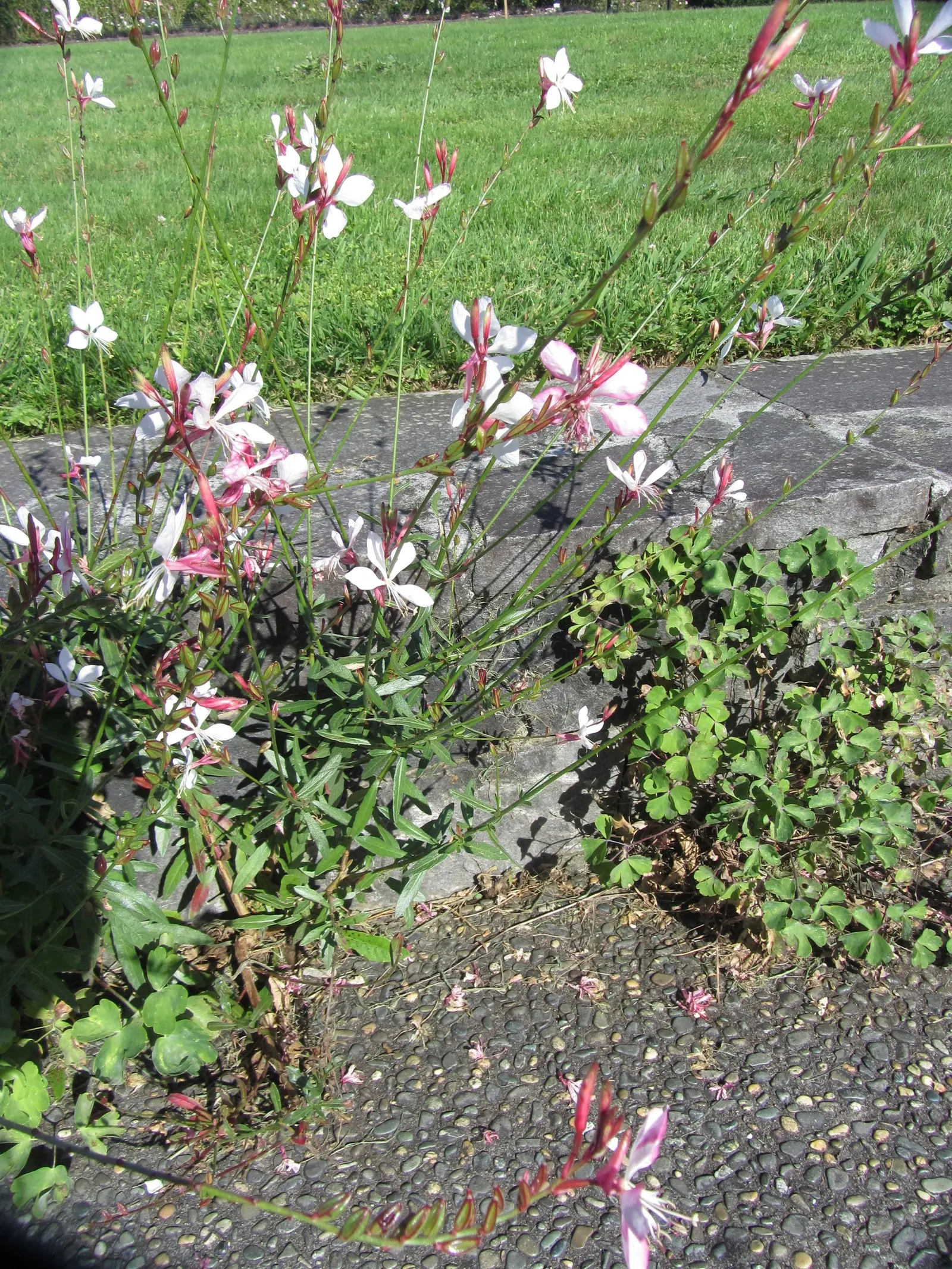White Gaura (Gaura Lindheimeri) — Attracts butterflies and hummingbirds, adding a whimsical touch to borders and containers
