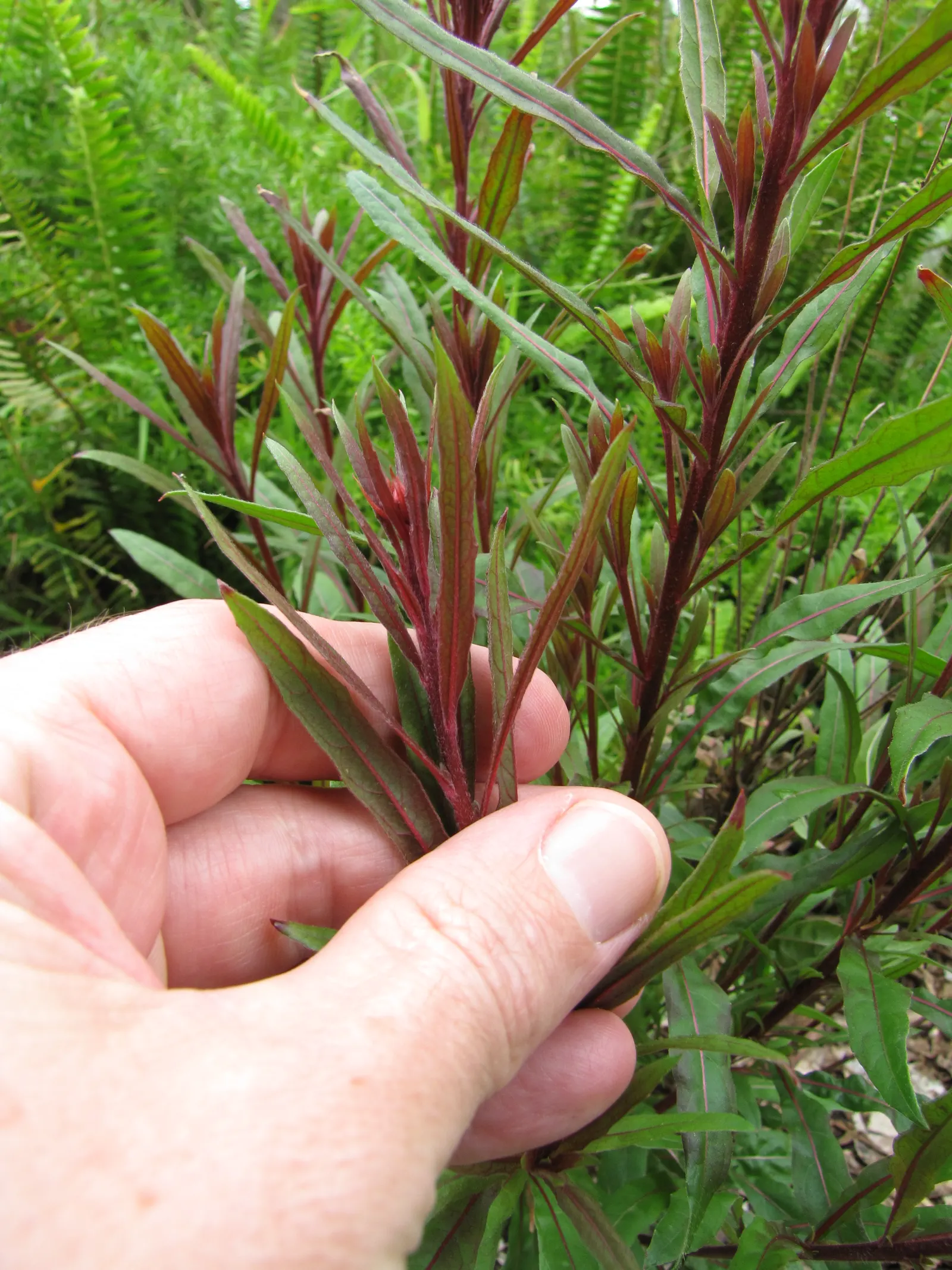 White Gaura (Gaura Lindheimeri) — Gaura lindheimeri, commonly known as White Gaura, is an elegant perennial, thriving in full sun; hardy in zones, image 45