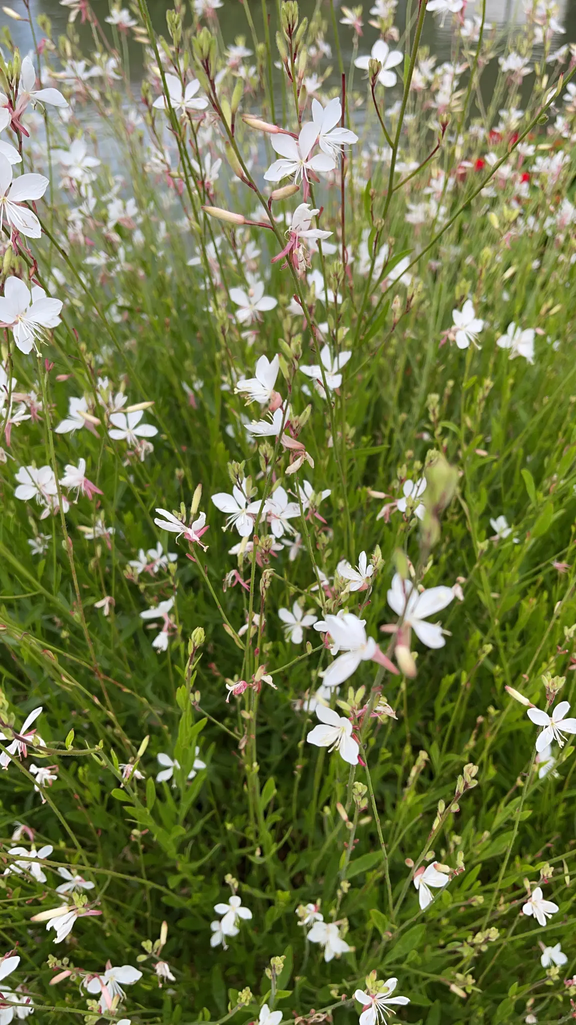White Gaura (Gaura Lindheimeri) — Flowering from early summer to fall; this herbaceous perennial