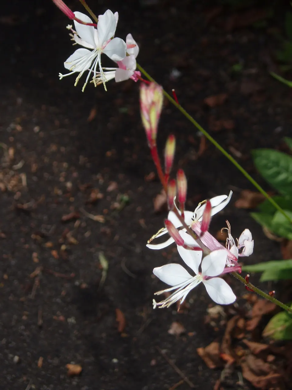White Gaura (Gaura Lindheimeri) — This drought-tolerant plant prefers well-drained soil, forming a bushy clump roughly 2-3 feet wide; thus earning the moniker