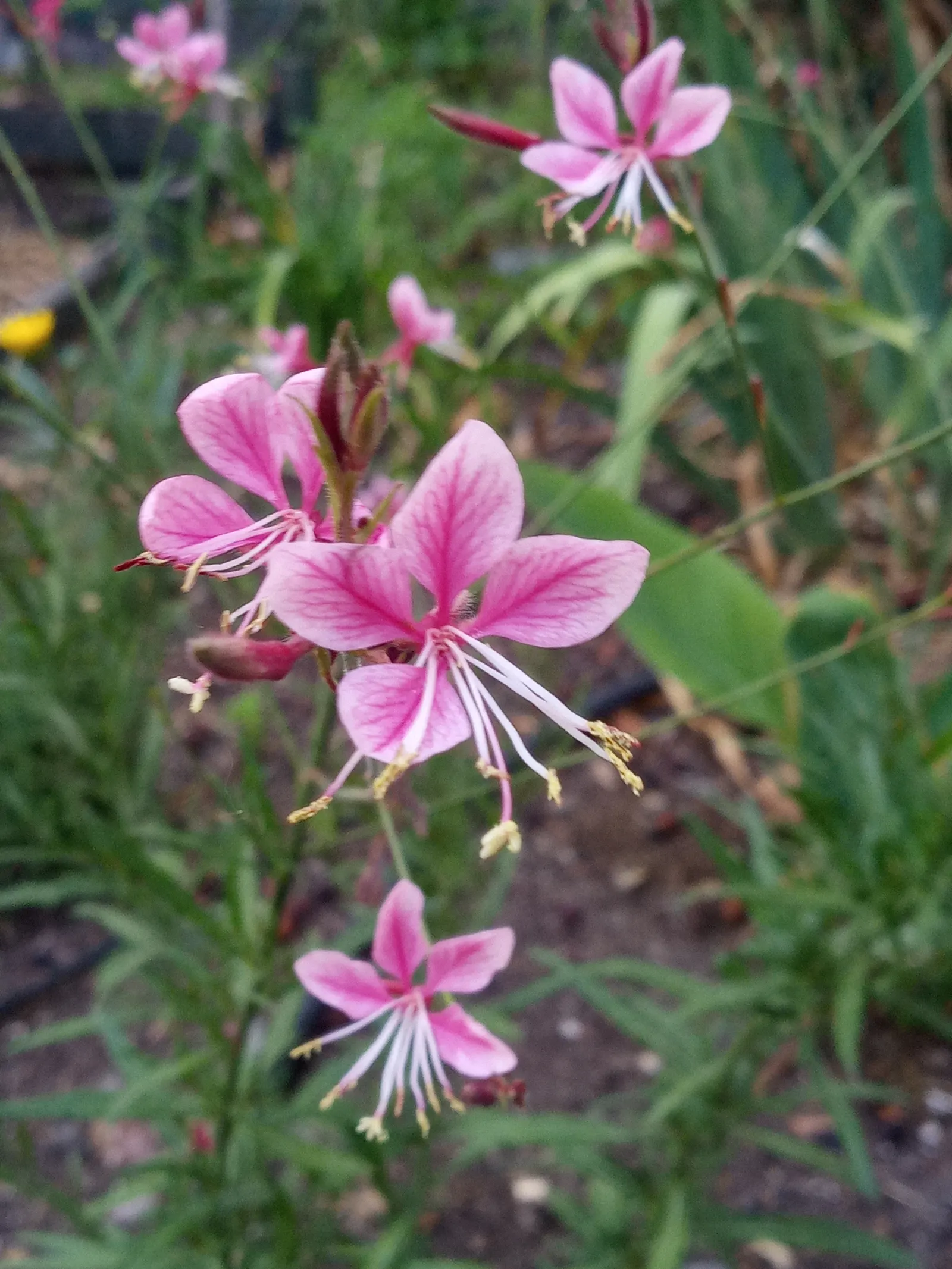 White Gaura (Gaura Lindheimeri) — native to Texas and Louisiana