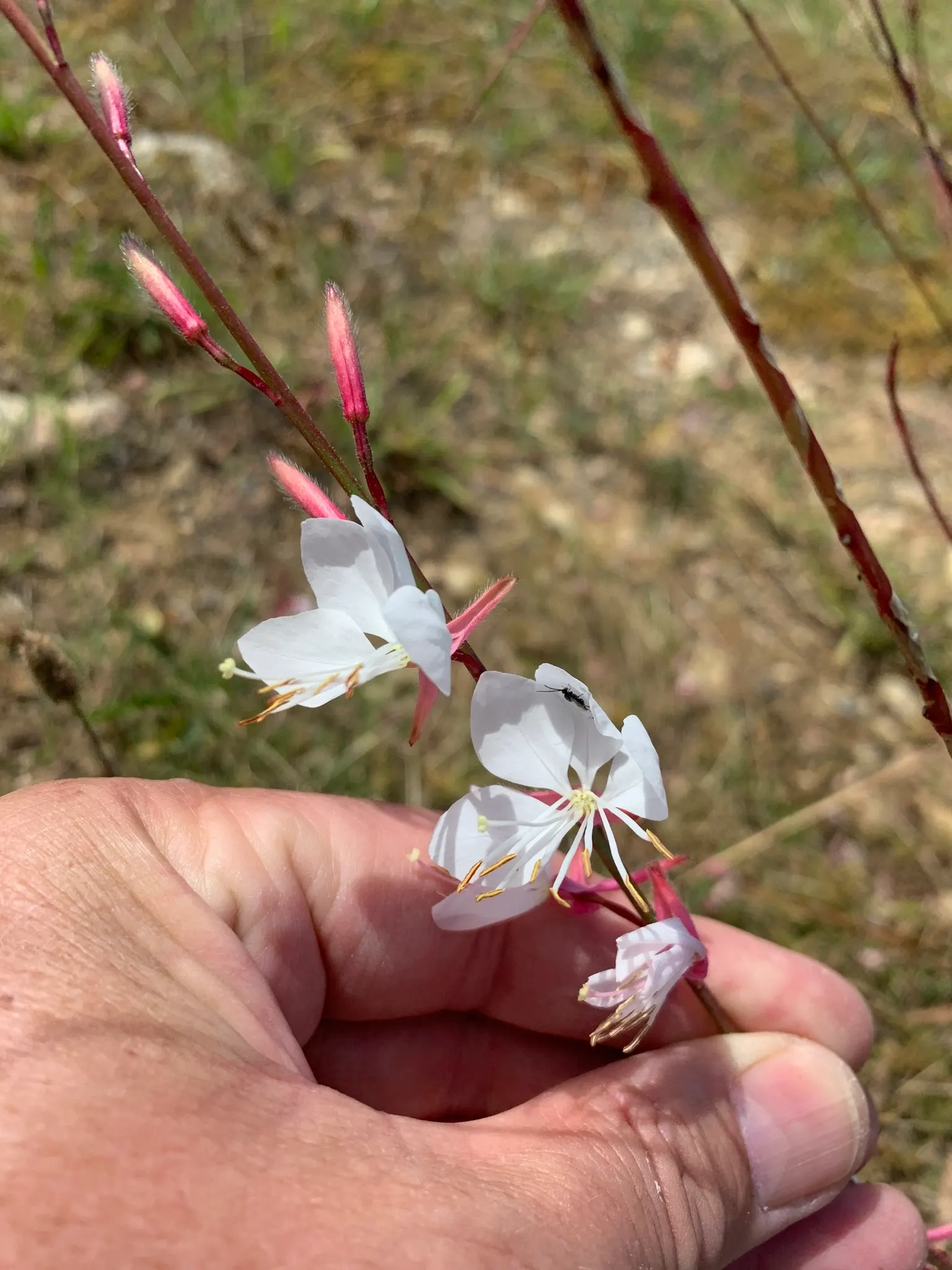 White Gaura (Gaura Lindheimeri) — native to Texas and Louisiana; this drought-tolerant plant prefers well-drained soil, forming a bushy clump, image 51