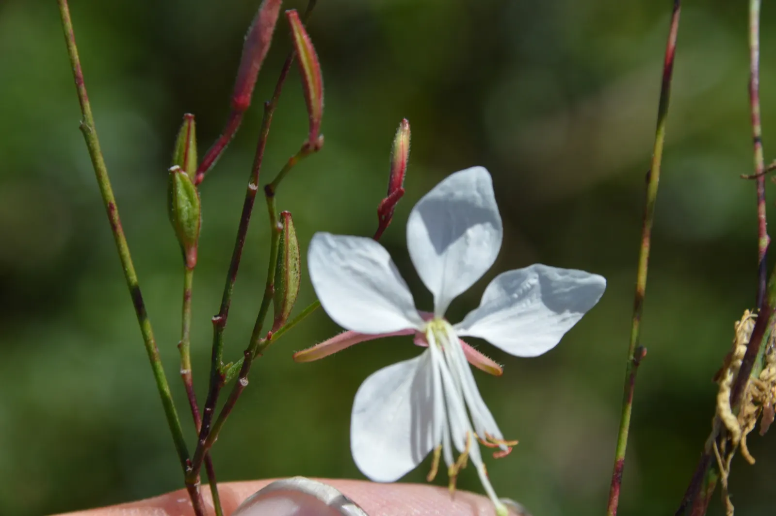 White Gaura (Gaura Lindheimeri) — This resilience extends to soil preferences as well; native to Texas and Louisiana, image 58