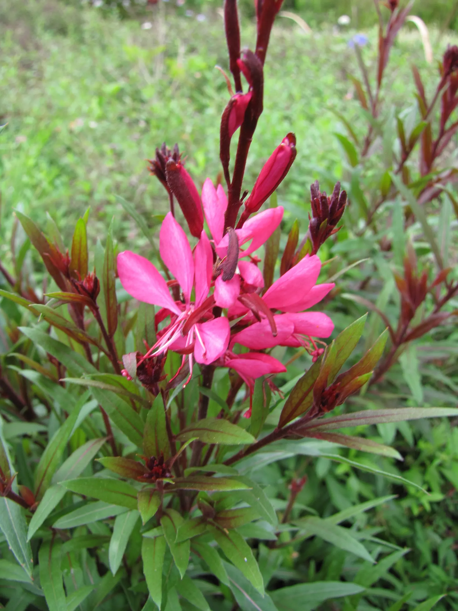 White Gaura (Gaura Lindheimeri) — The White Gaura, scientifically named Gaura lindheimeri, emanates grace and charm within any garden design, image 49