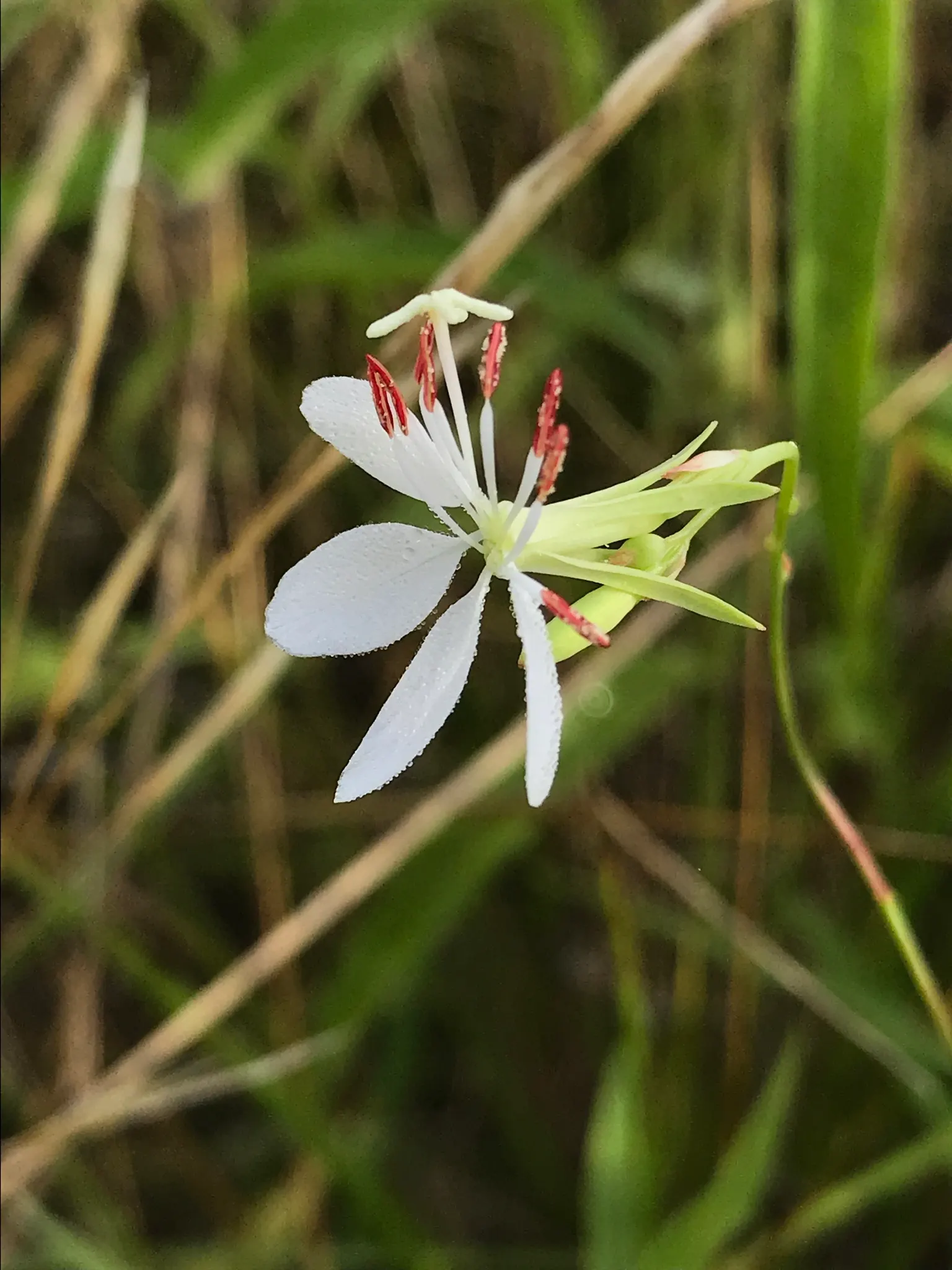White Gaura (Gaura Lindheimeri) — perennial for full