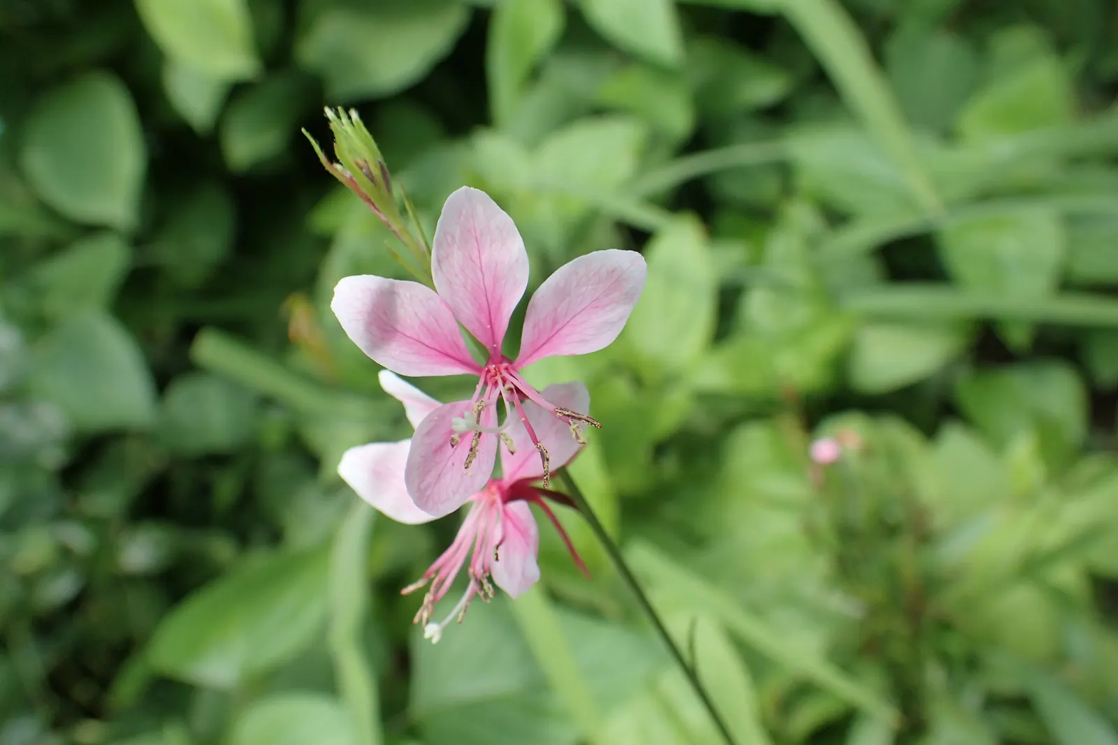 White Gaura (Gaura Lindheimeri) — attracting pollinators such as bees and butterflies; white flowers in the garden