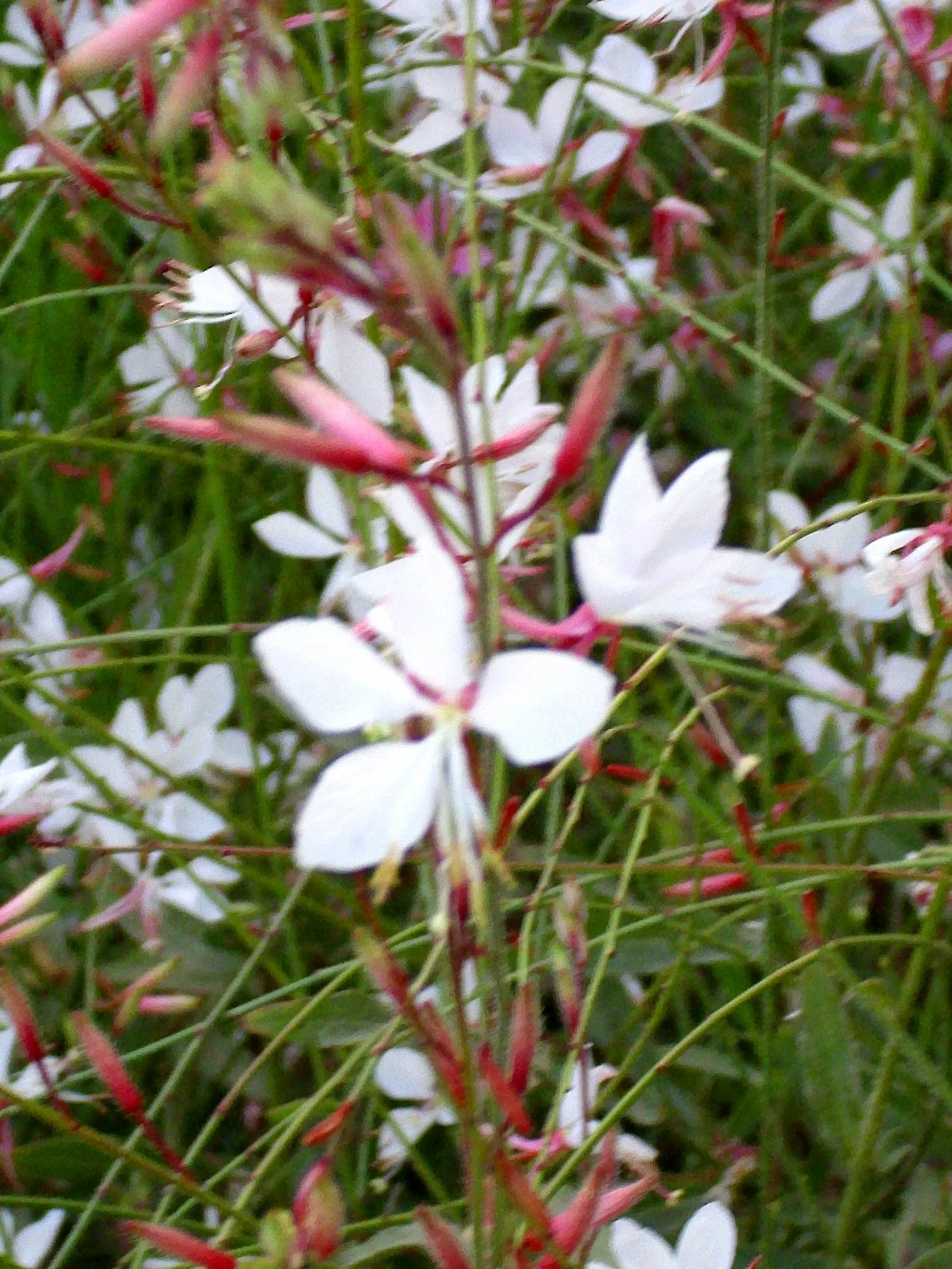 White Gaura (Gaura Lindheimeri) — Hardy in zones 5-9, minimal maintenance required; attracts butterflies and hummingbirds, adding a whimsical touch to borders