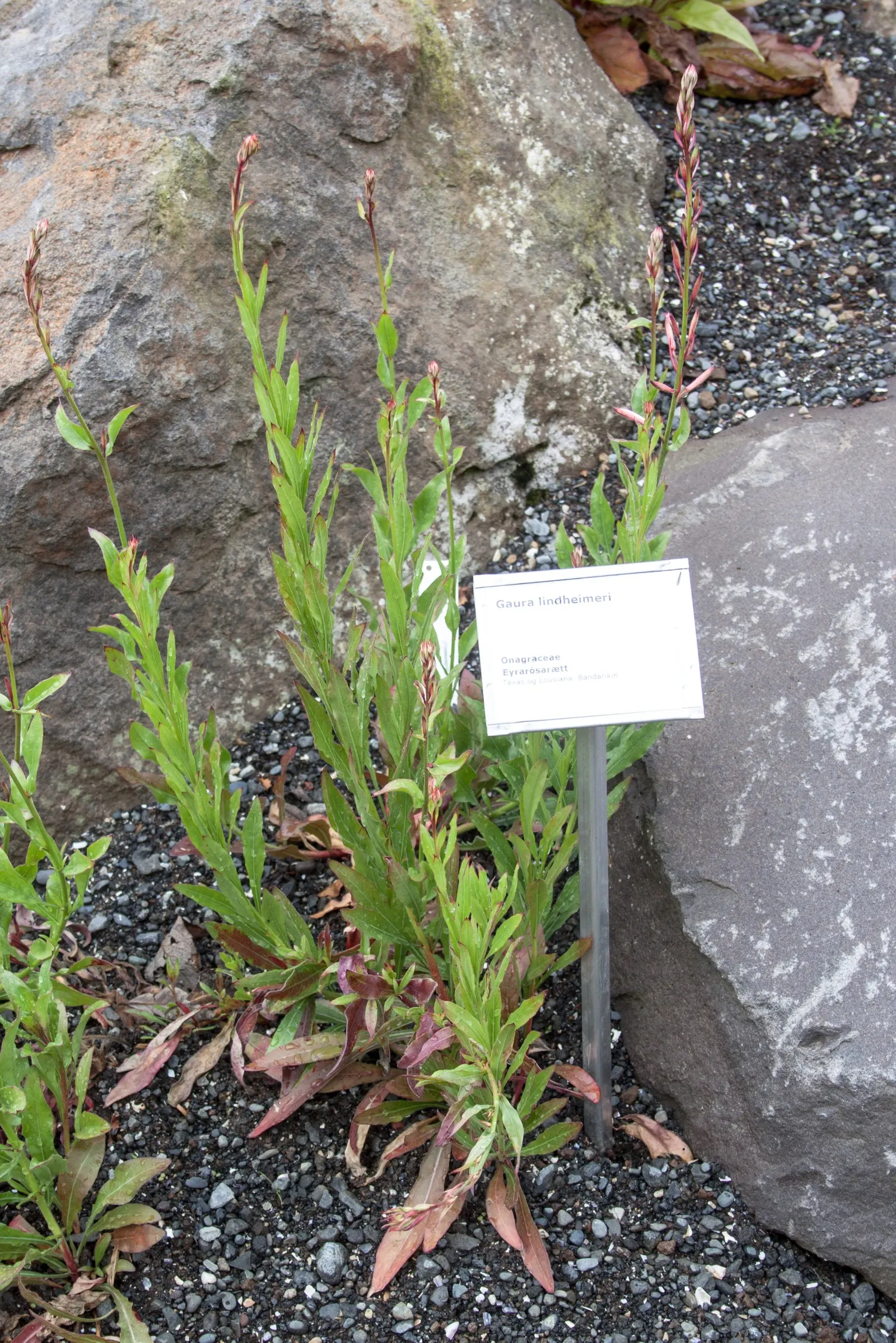 White Gaura (Gaura Lindheimeri) — consider it as a background plant in a border garden or as a whimsical addition to a wildflower meadow; perennial with white