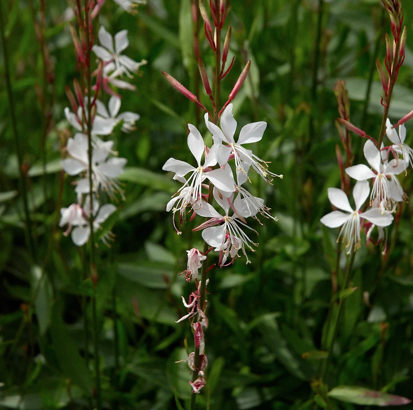 White Gaura (Gaura Lindheimeri) — This herbaceous perennial; flowering from early summer to fall