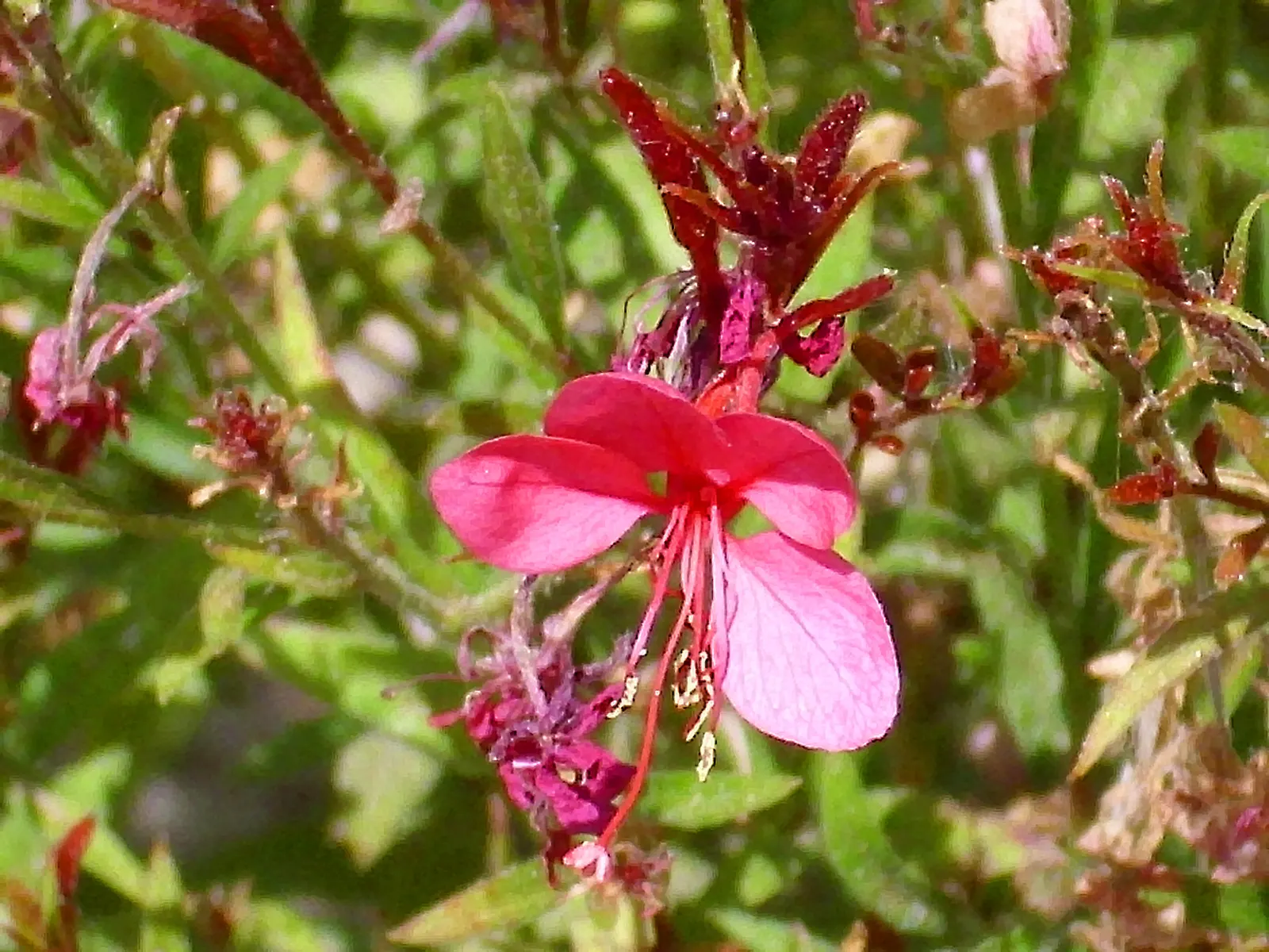 White Gaura (Gaura Lindheimeri) — pure white with hints of pink in their unopened buds; consider it as a background plant in a border garden or as, image 53