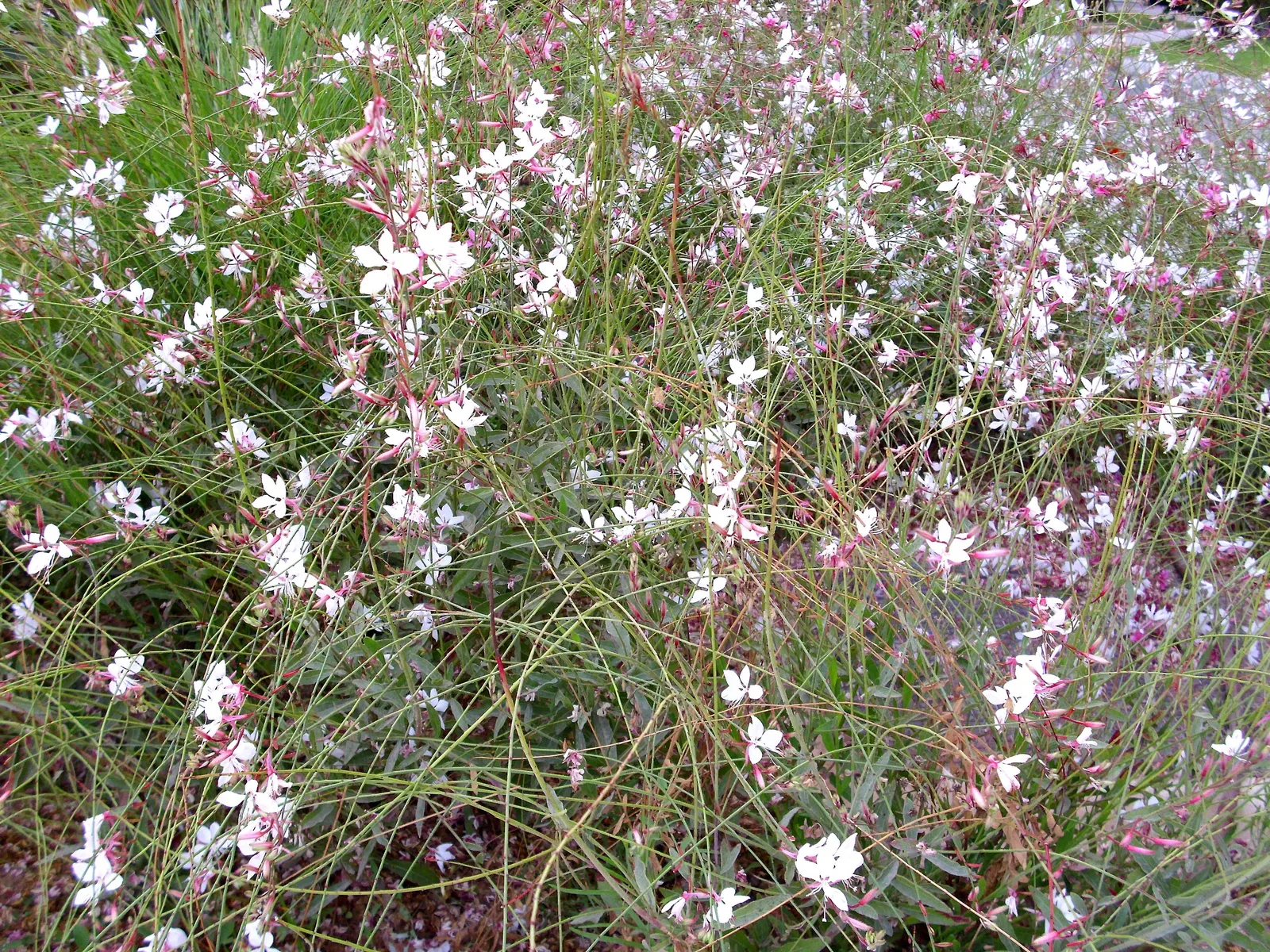 White Gaura (Gaura Lindheimeri) — pure white with hints of pink in their unopened buds; consider it as a background plant in a border garden or as a whimsical