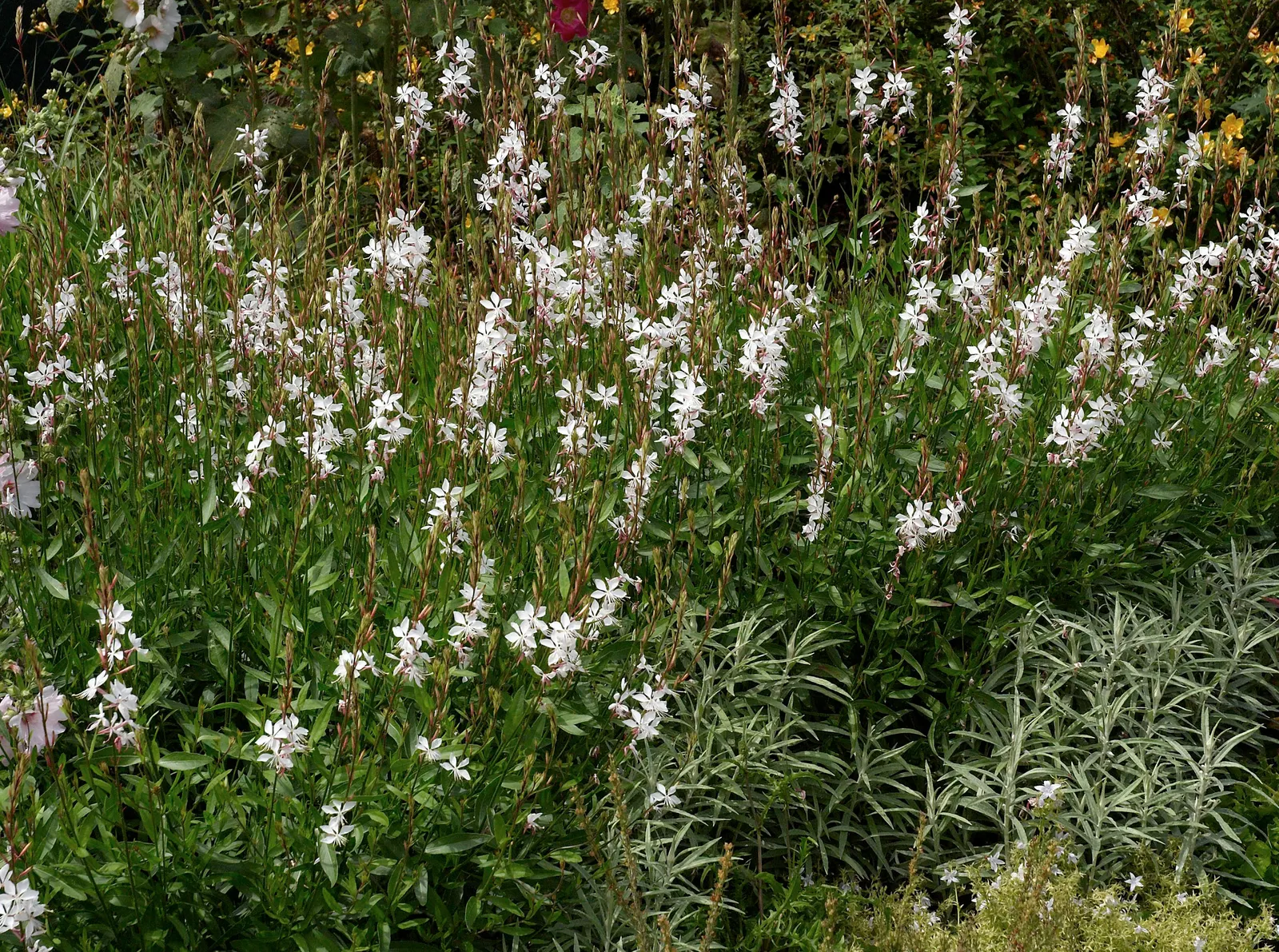 White Gaura (Gaura Lindheimeri) — thus earning the moniker "Whirling Butterflies."<br><br>Thriving in USDA Hardiness Zones 6 through 9; showcases a delicate