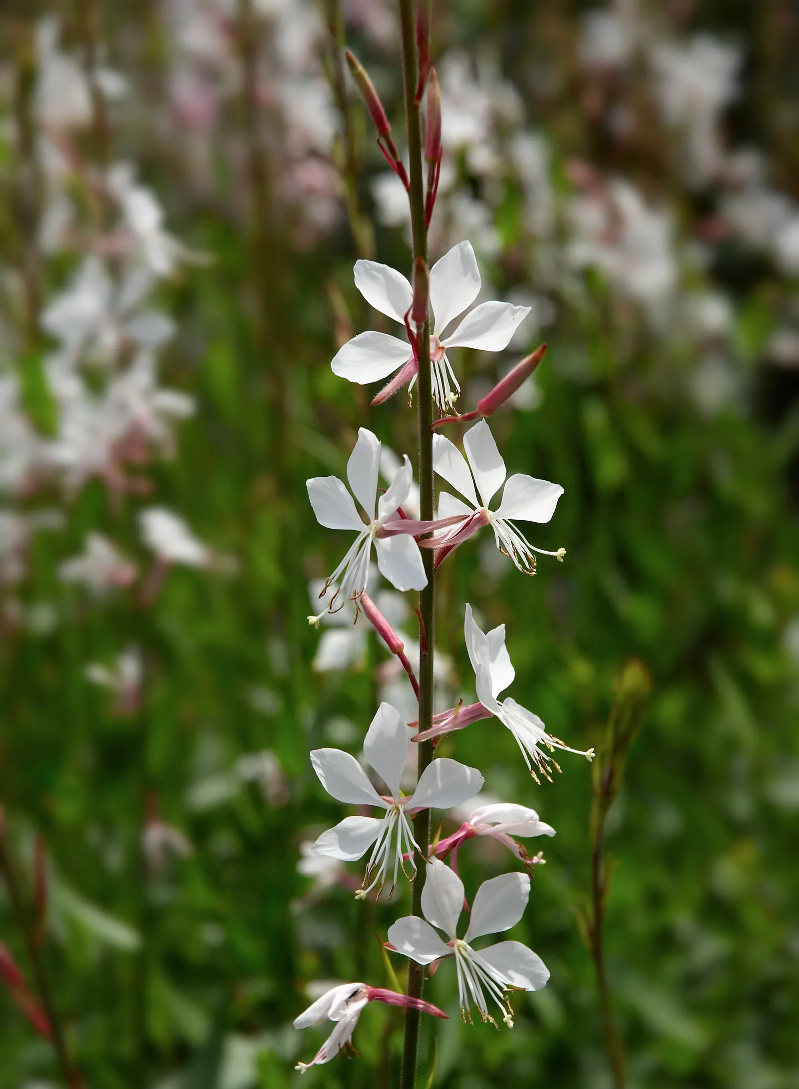 White Gaura (Gaura Lindheimeri) — the White Gaura offers a long-lasting display; its preferred environment is a full sun exposure, though it can tolerate