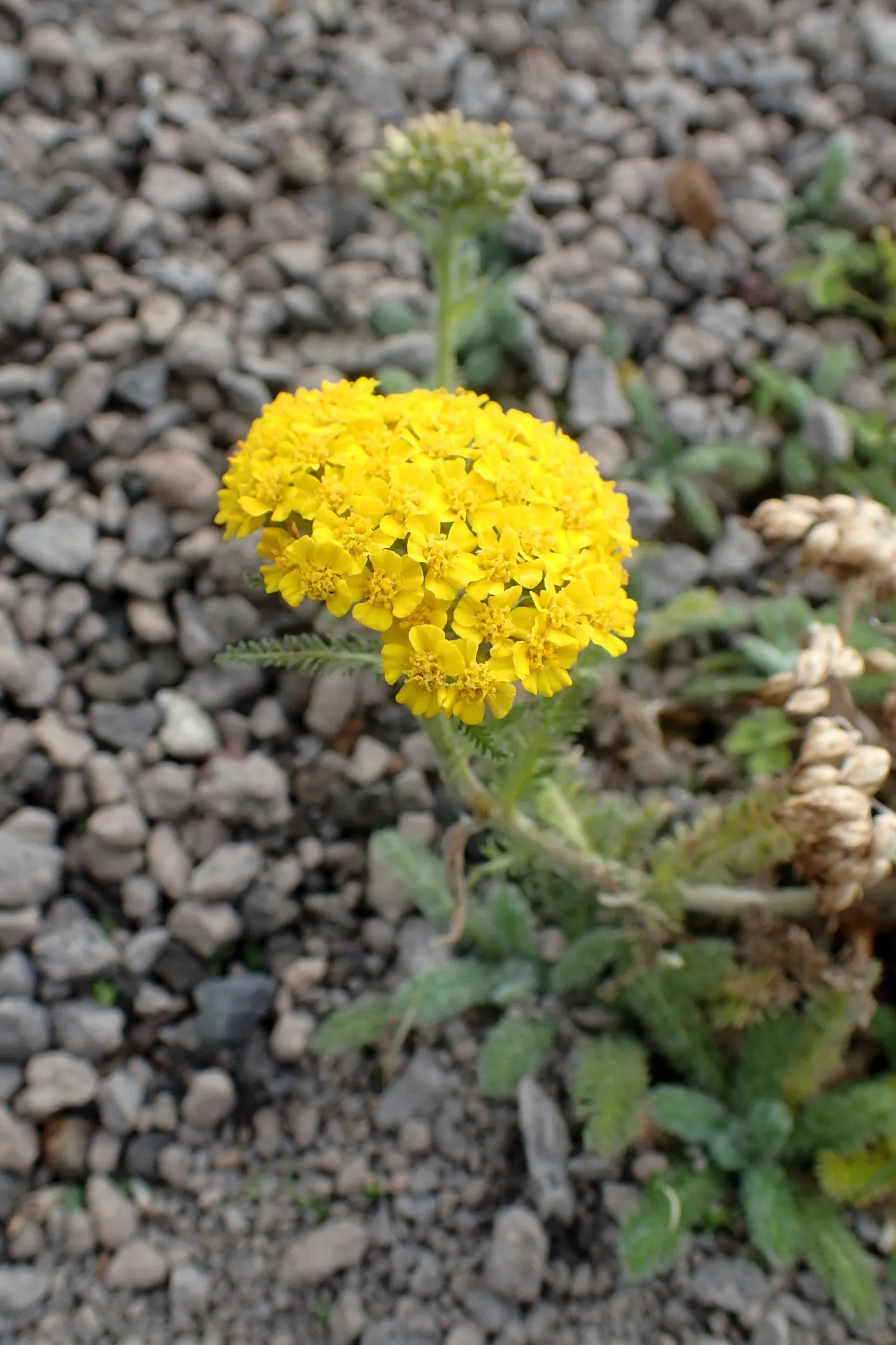 Woolly Yarrow (Achillea Tomentosa) — prized for its silvery-green