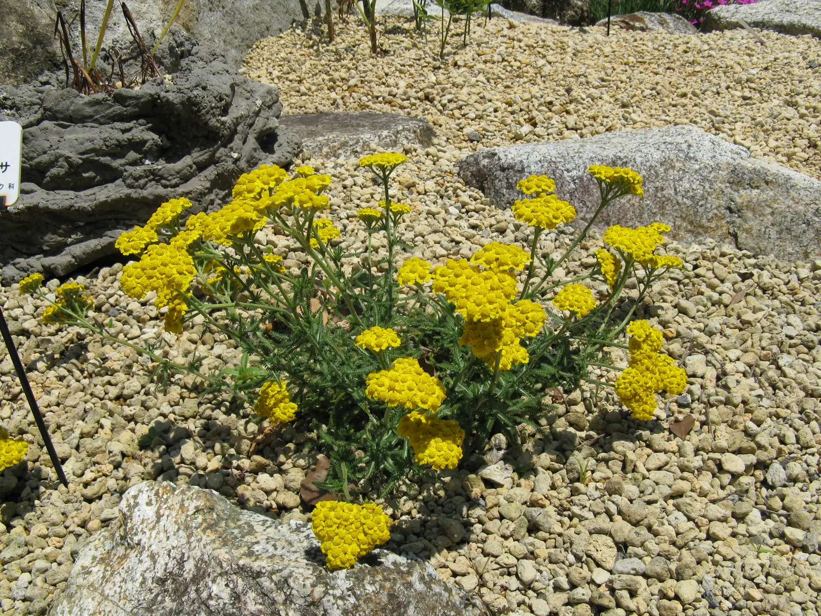 Woolly Yarrow (Achillea Tomentosa) — Achillea tomentosa is deer-resistant
