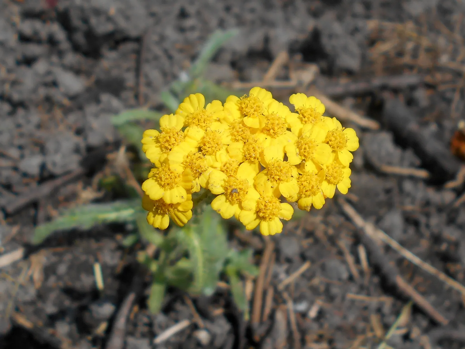 Woolly Yarrow (Achillea Tomentosa) — Woolly Yarrow is an excellent choice for areas that receive at least 6 hours of direct sunlight daily
