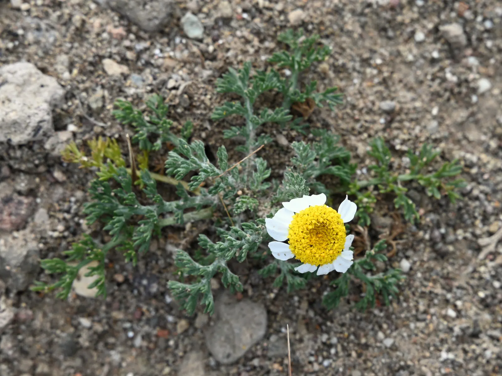 Woolly Yarrow (Achillea Tomentosa) — silvery-gray to greenish woolly foliage that feels soft to the touch; its most distinctive feature is the fine
